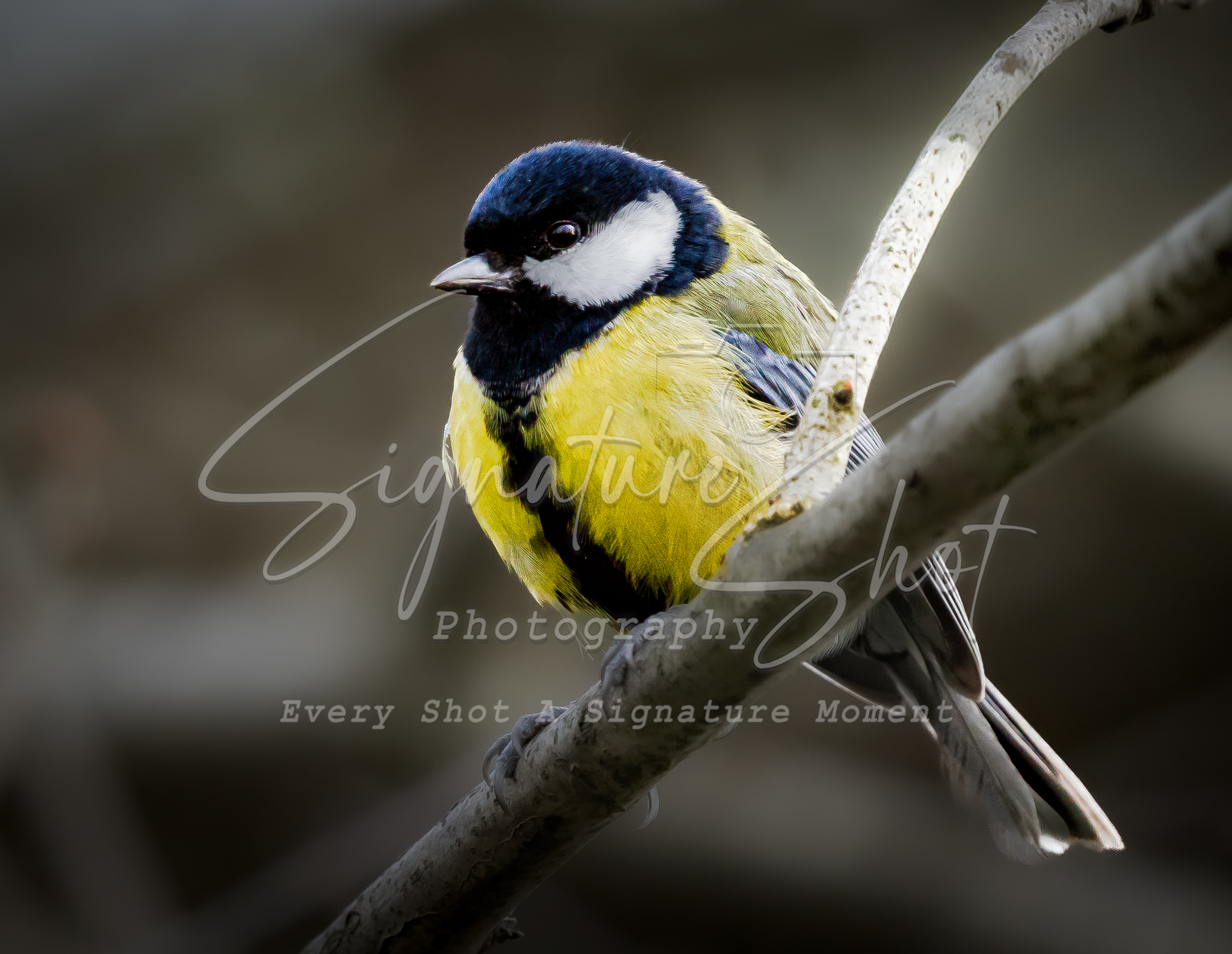 Great Tit | Bold. Vibrant. Unmistakably Wild | Nature Print