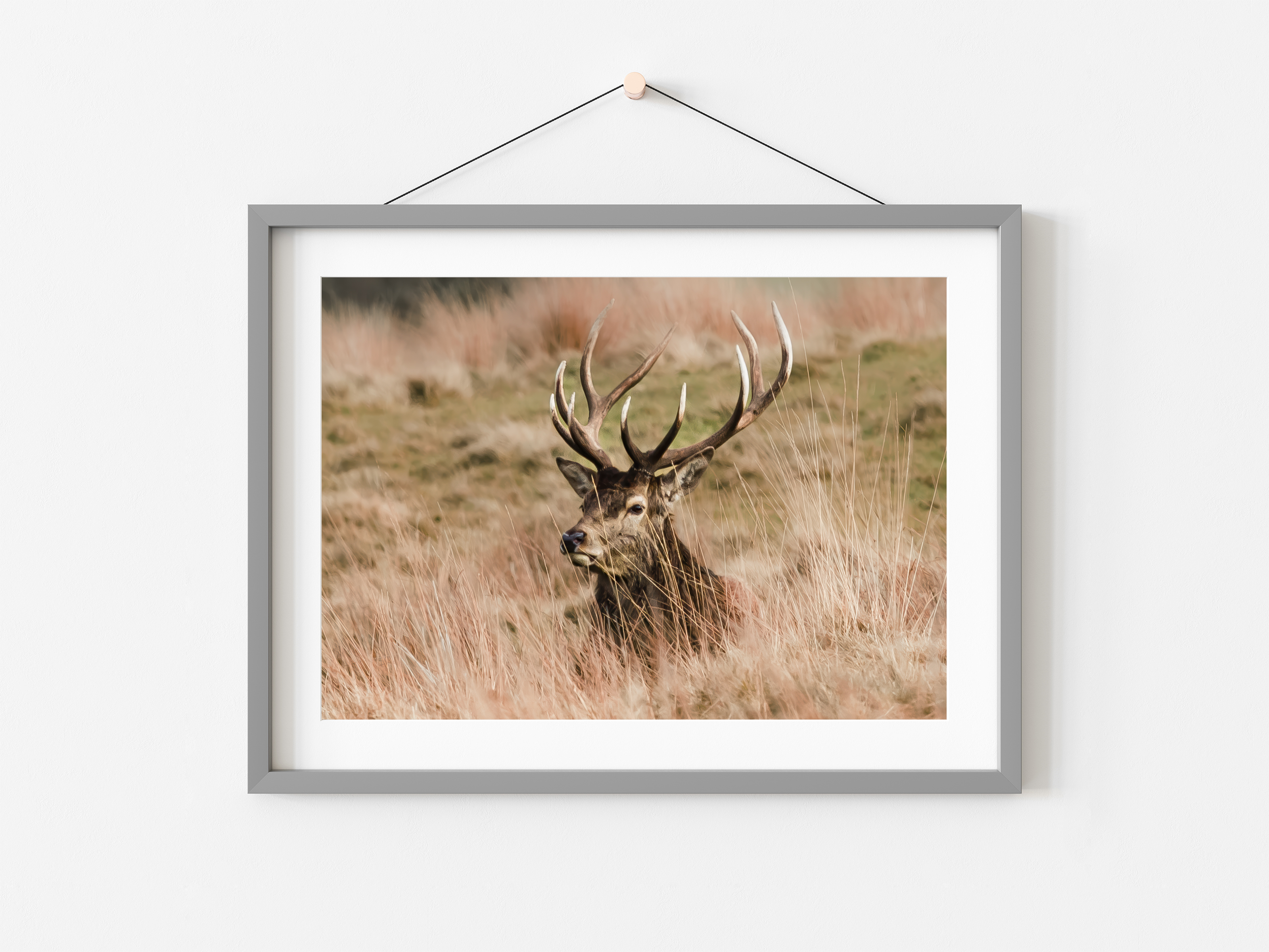 Majestic Stag in Golden Grassland | Fine Art Wildlife Print