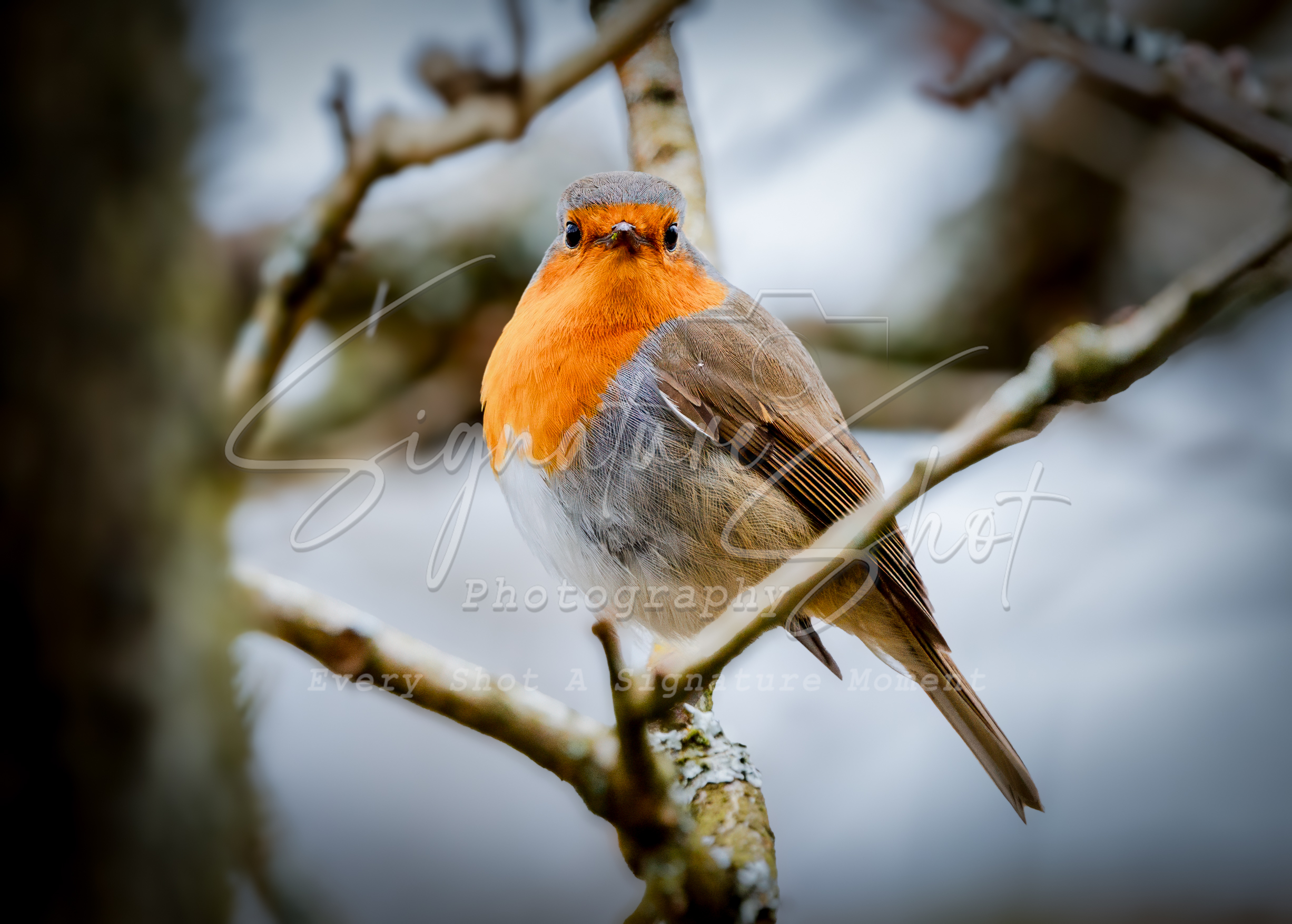 Robin Fine Art Collection – Timeless Wildlife Photography