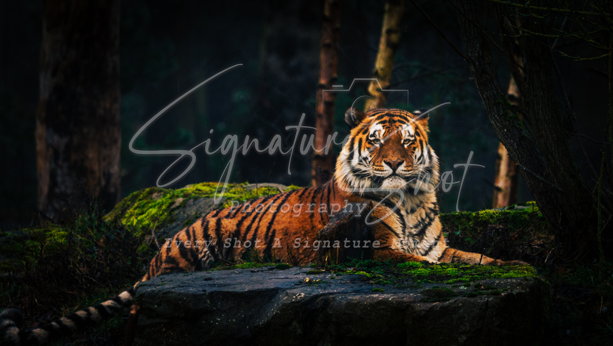 Majestic Amur Tiger Portrait | Premium Fine Art Photography Print