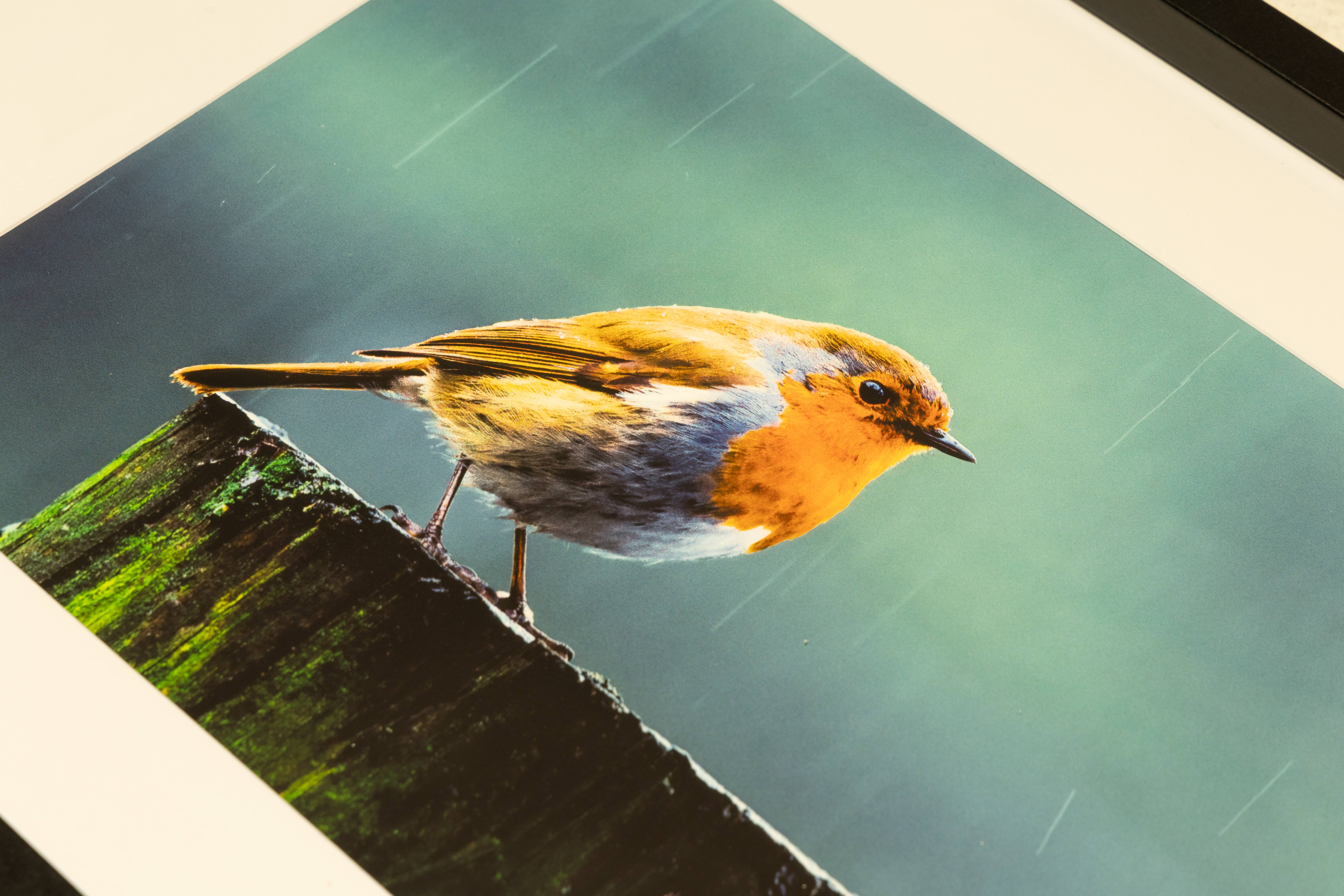 Beautiful Robin In The Rain | Fine Art Framed A4 Print