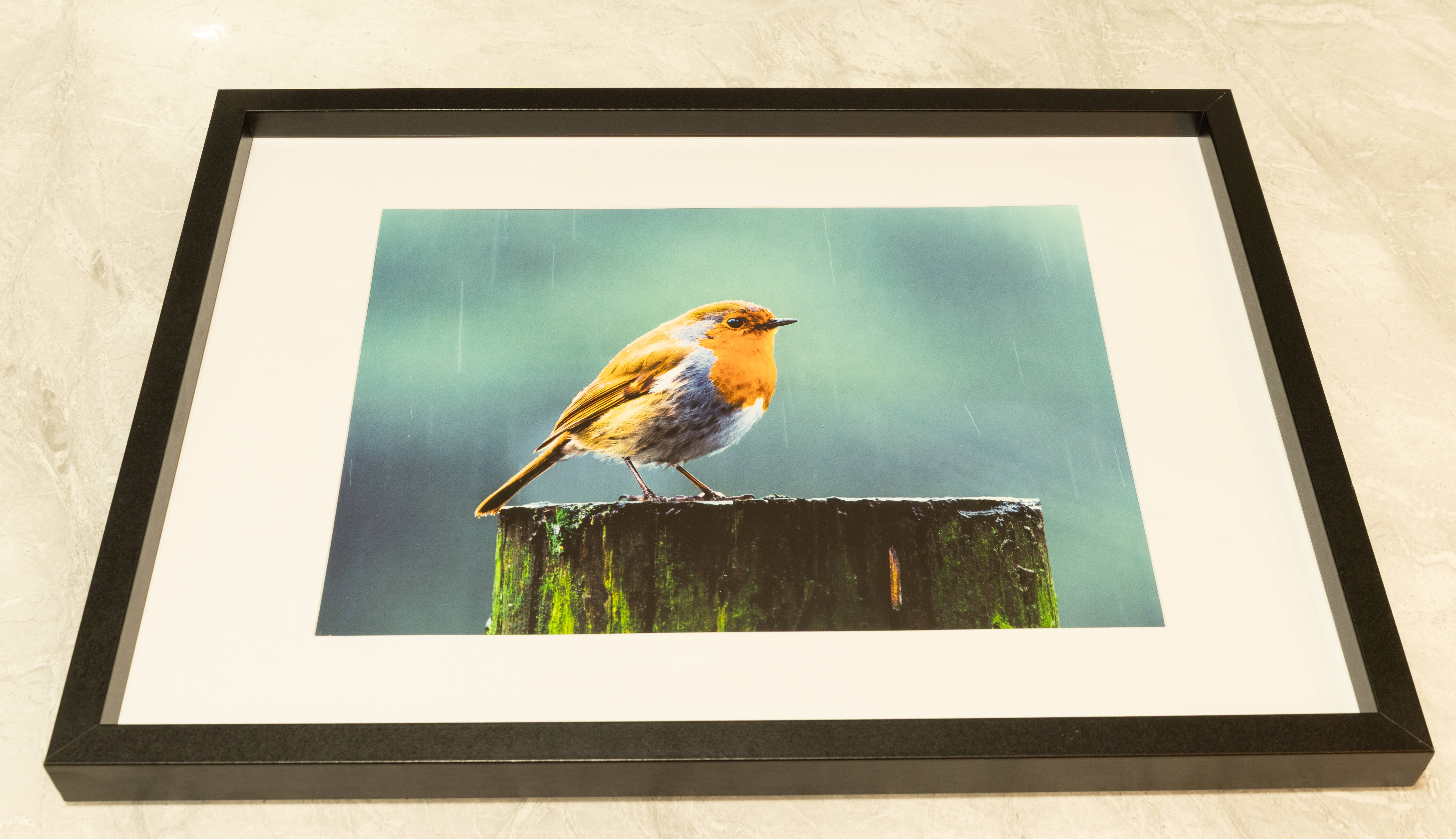 Beautiful Robin In The Rain | Fine Art Framed A4 Print