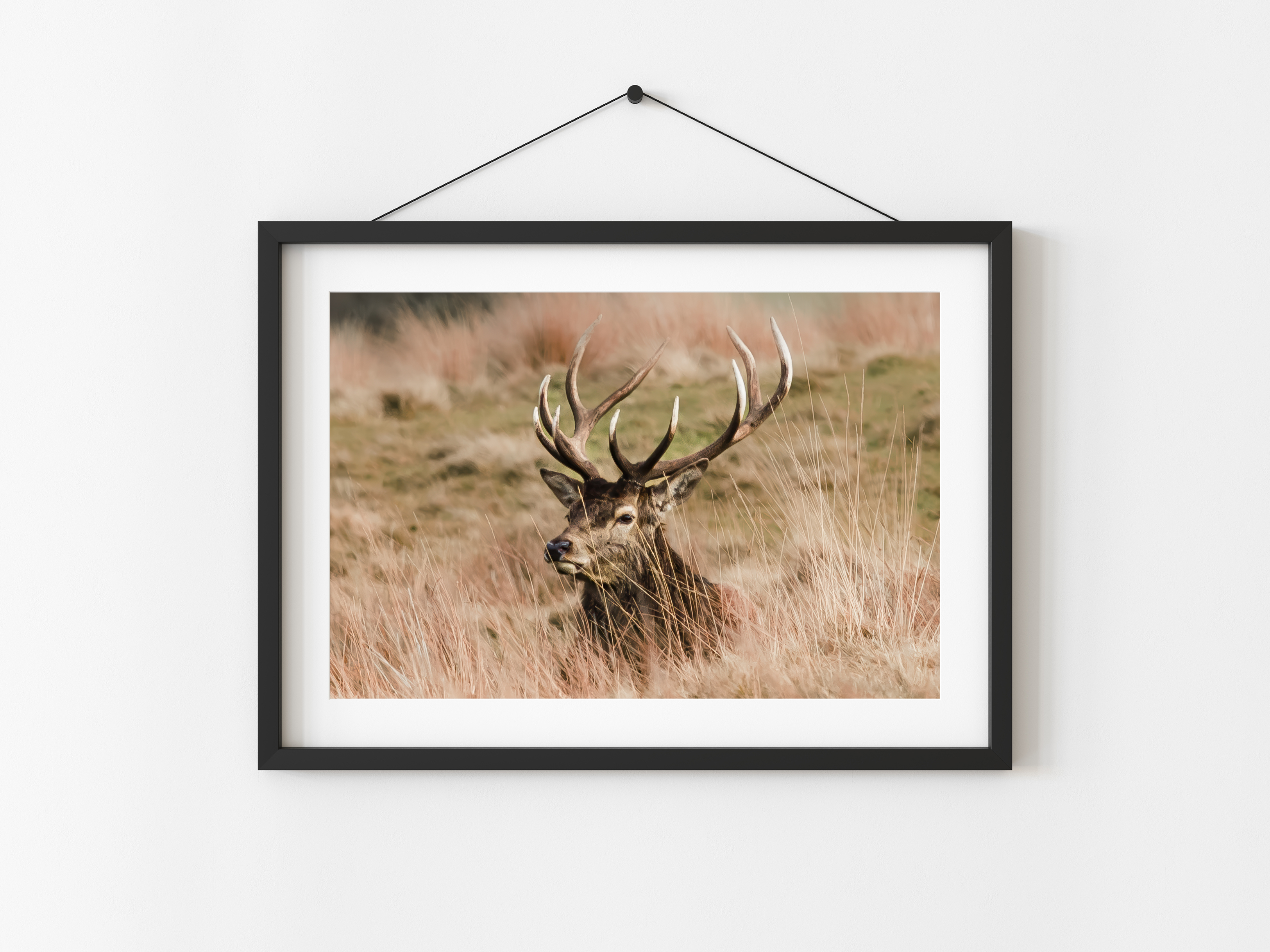 Majestic Stag in Golden Grassland | Fine Art Wildlife Print