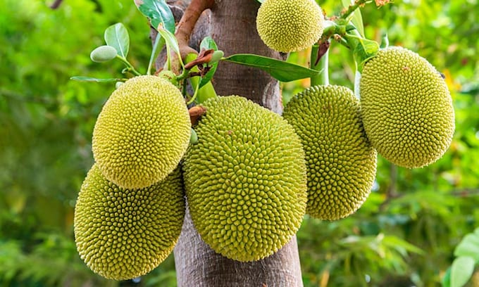 Fresh Jackfruit