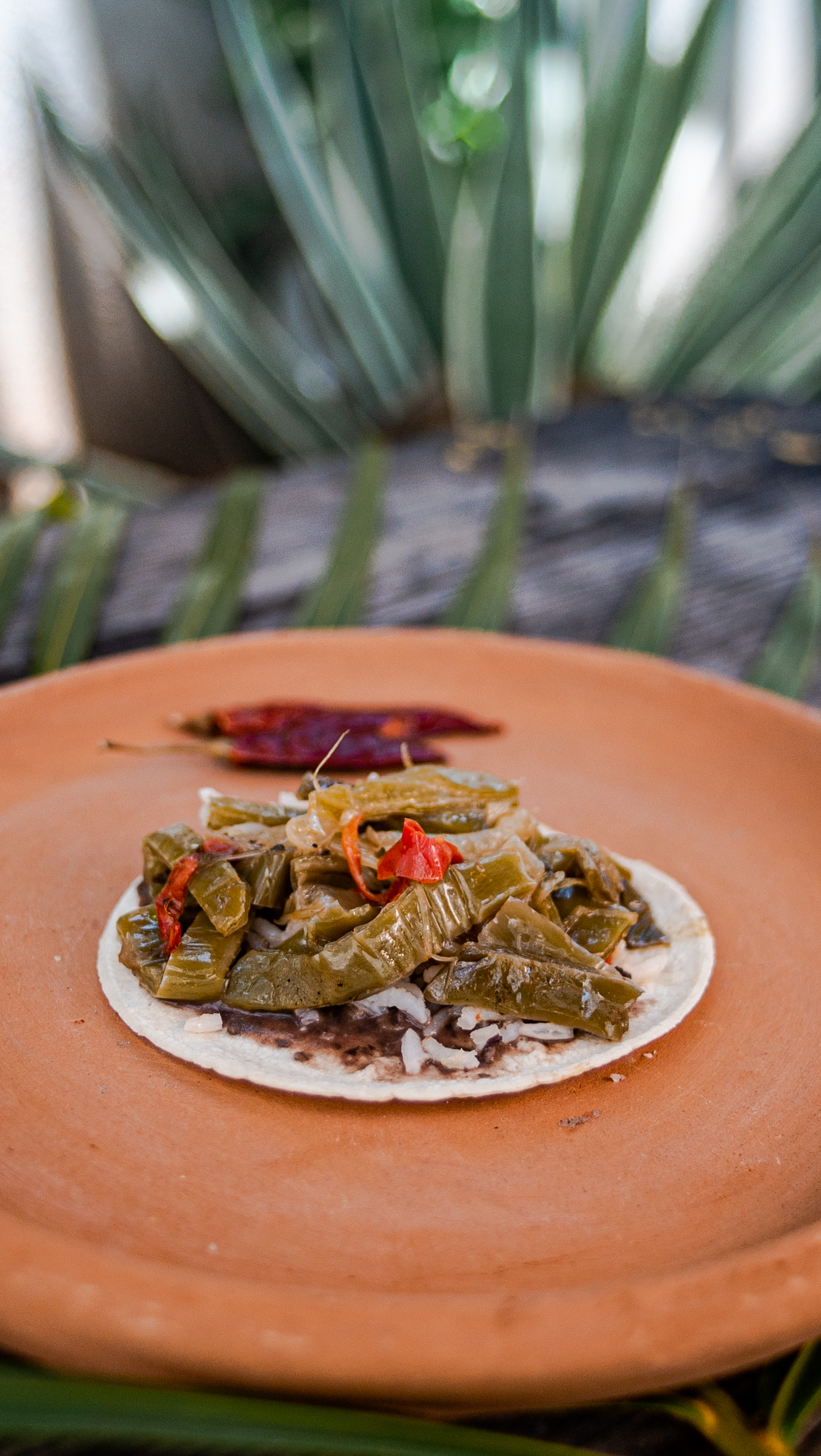 Nopal Taco