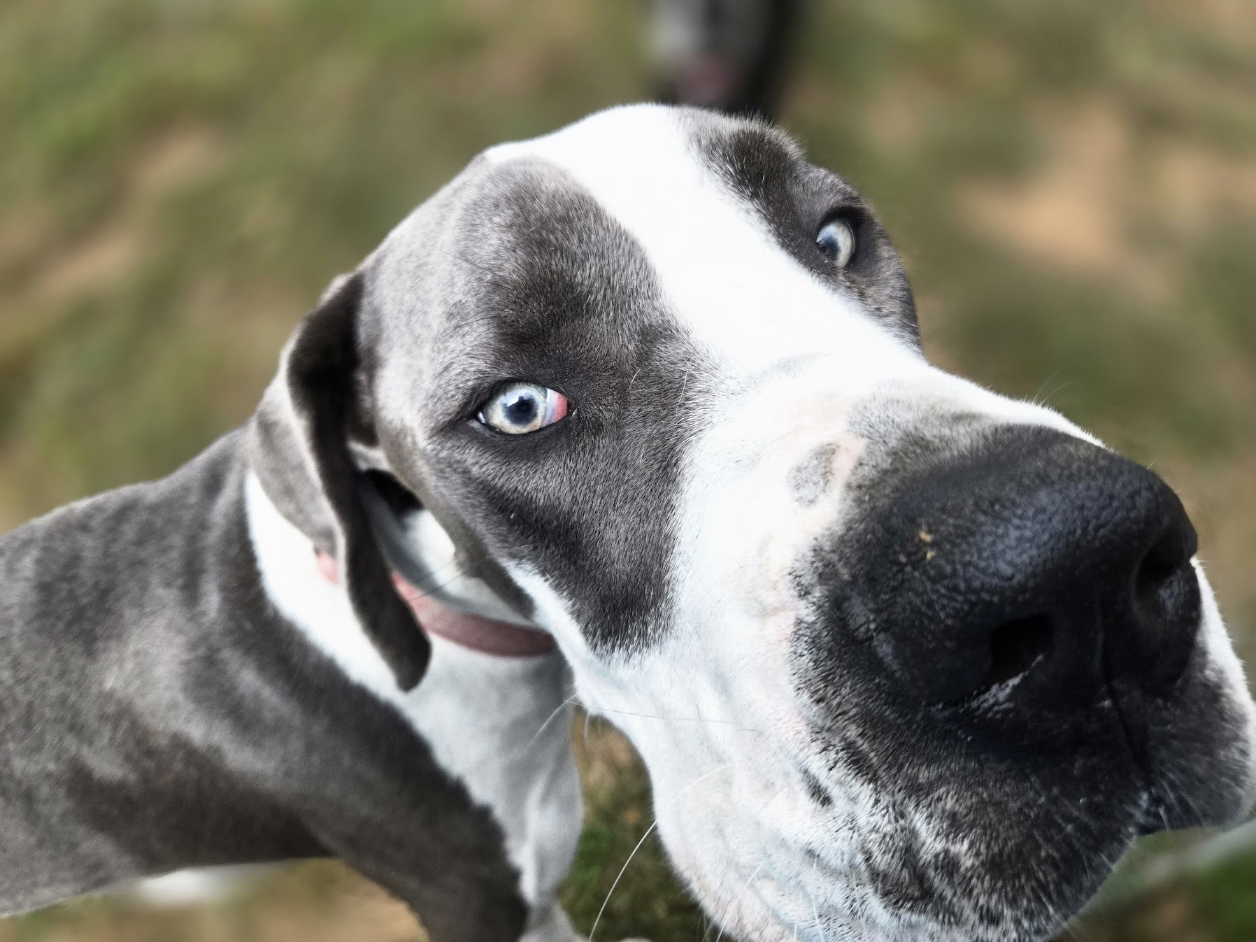 Phone / Virtual Consultation