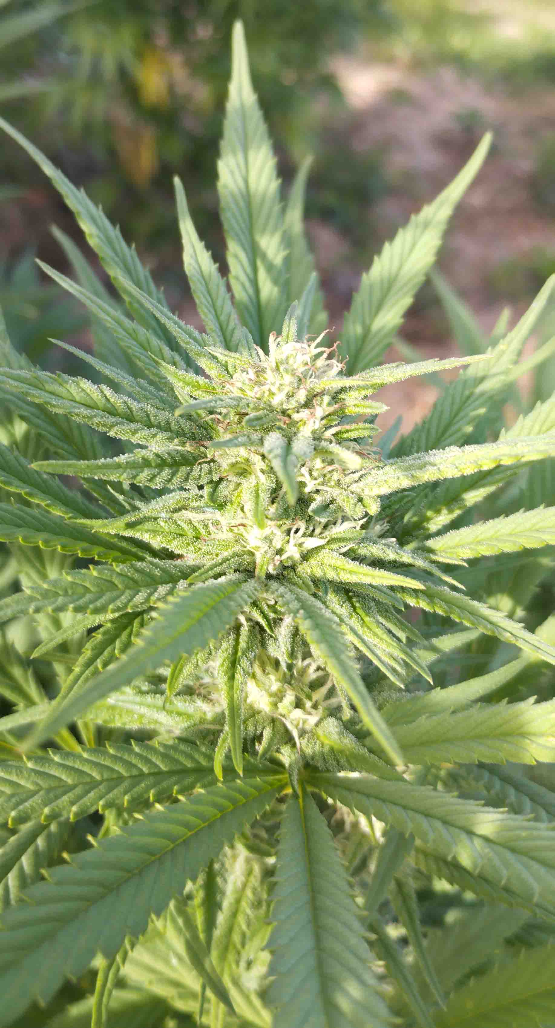 Tisane de CBD (TRim) 20g