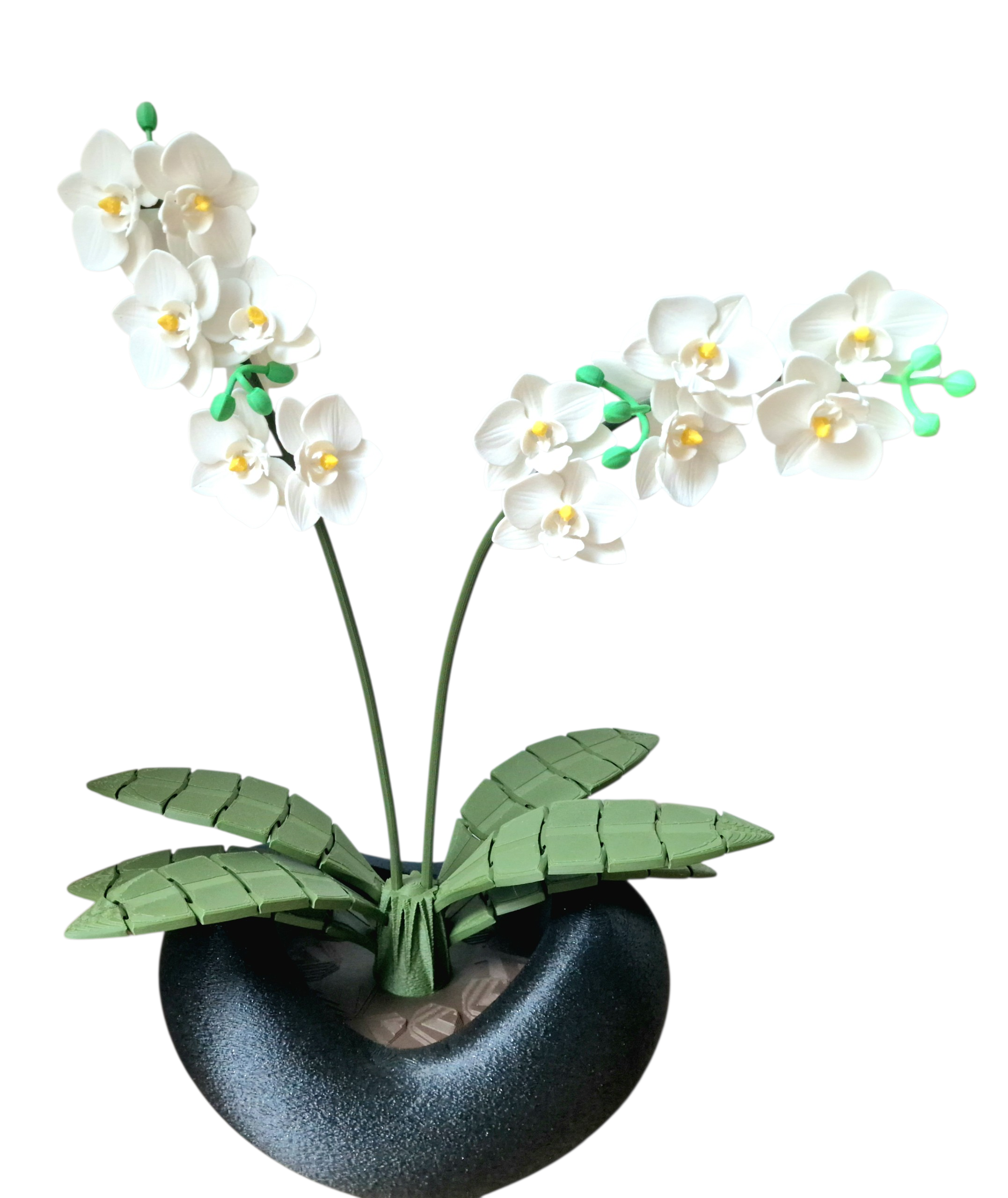 Orchidee 