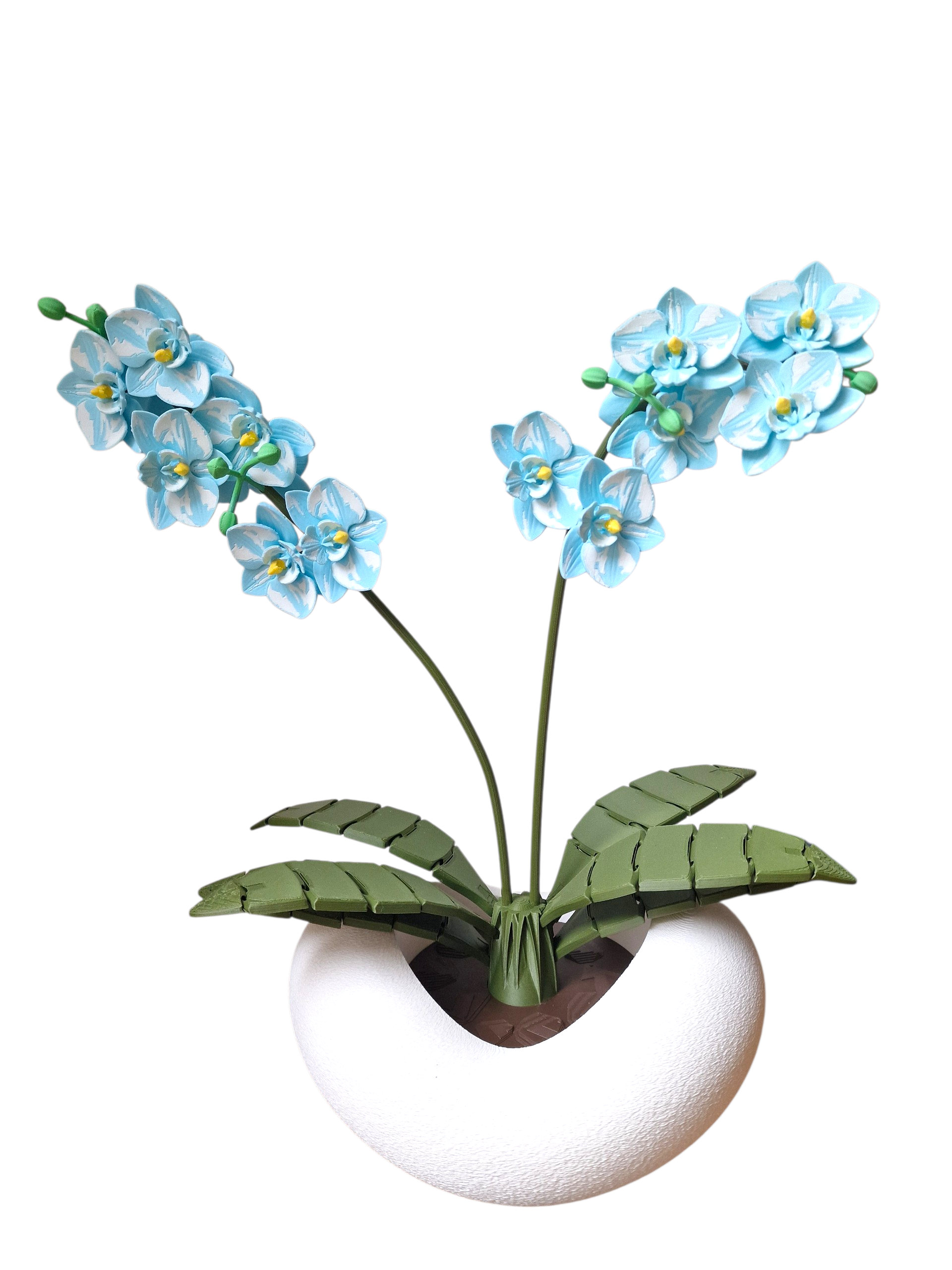 Orchidee eisblau