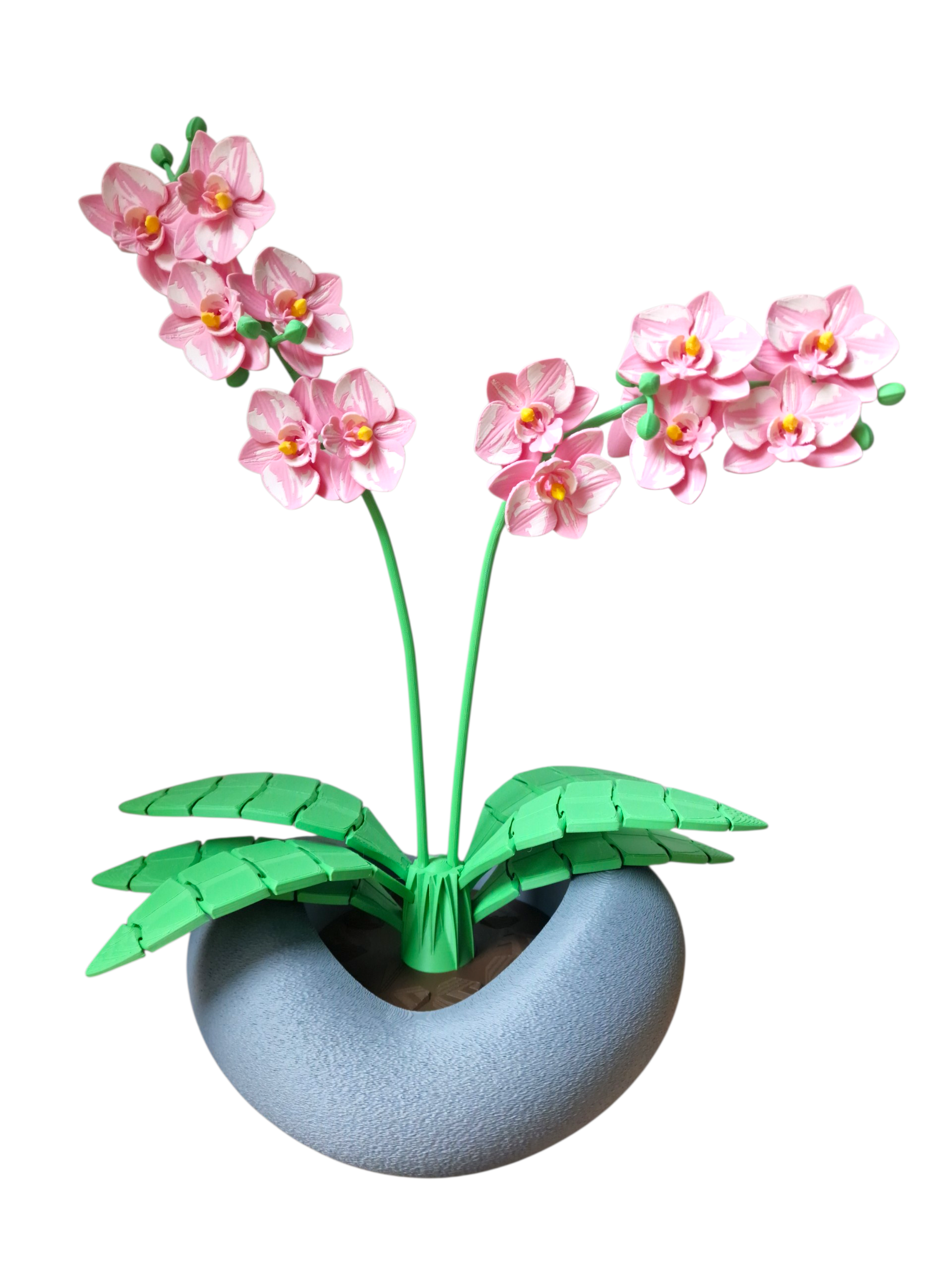  Orchidee rosa