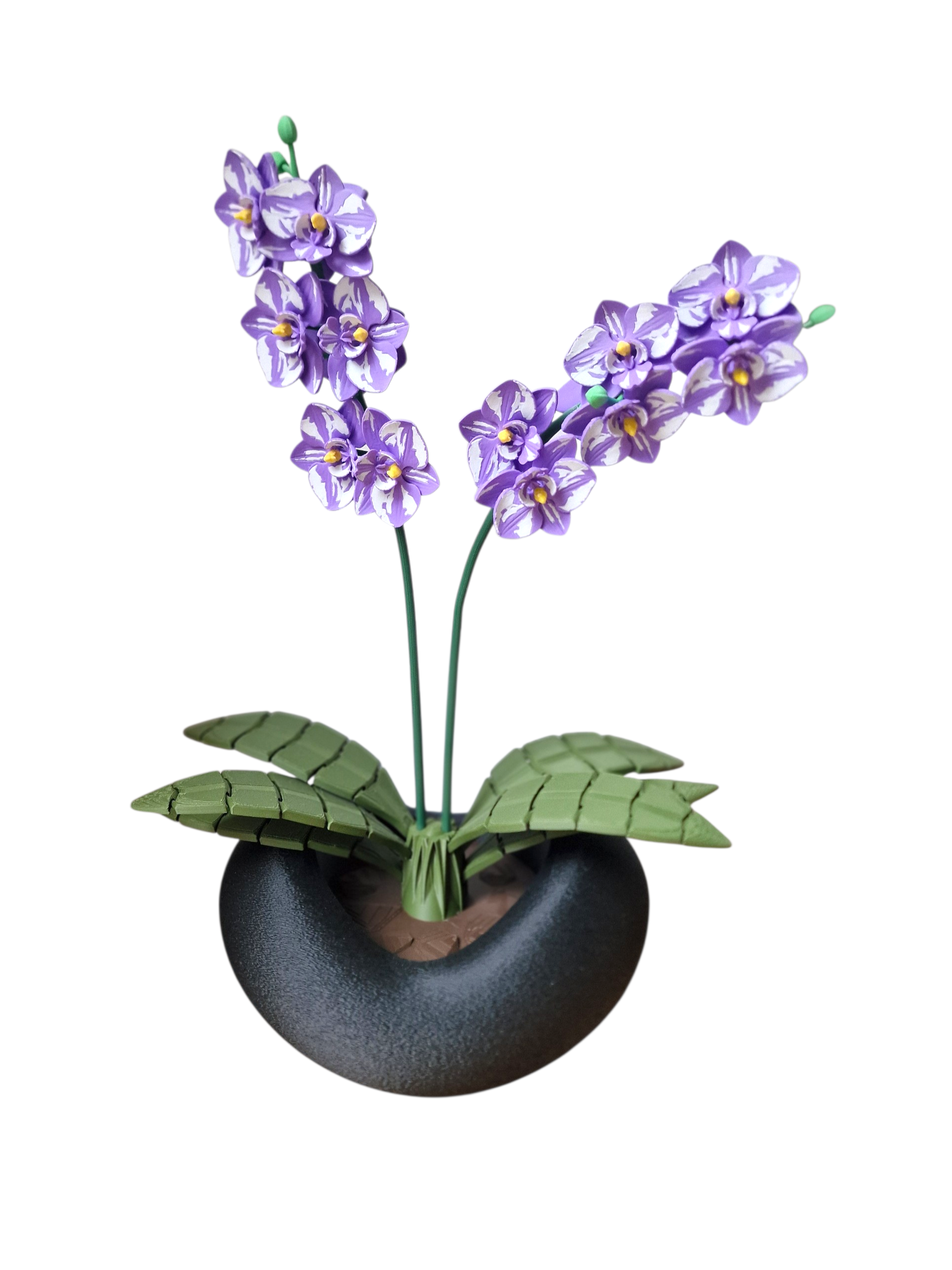 Orchidee