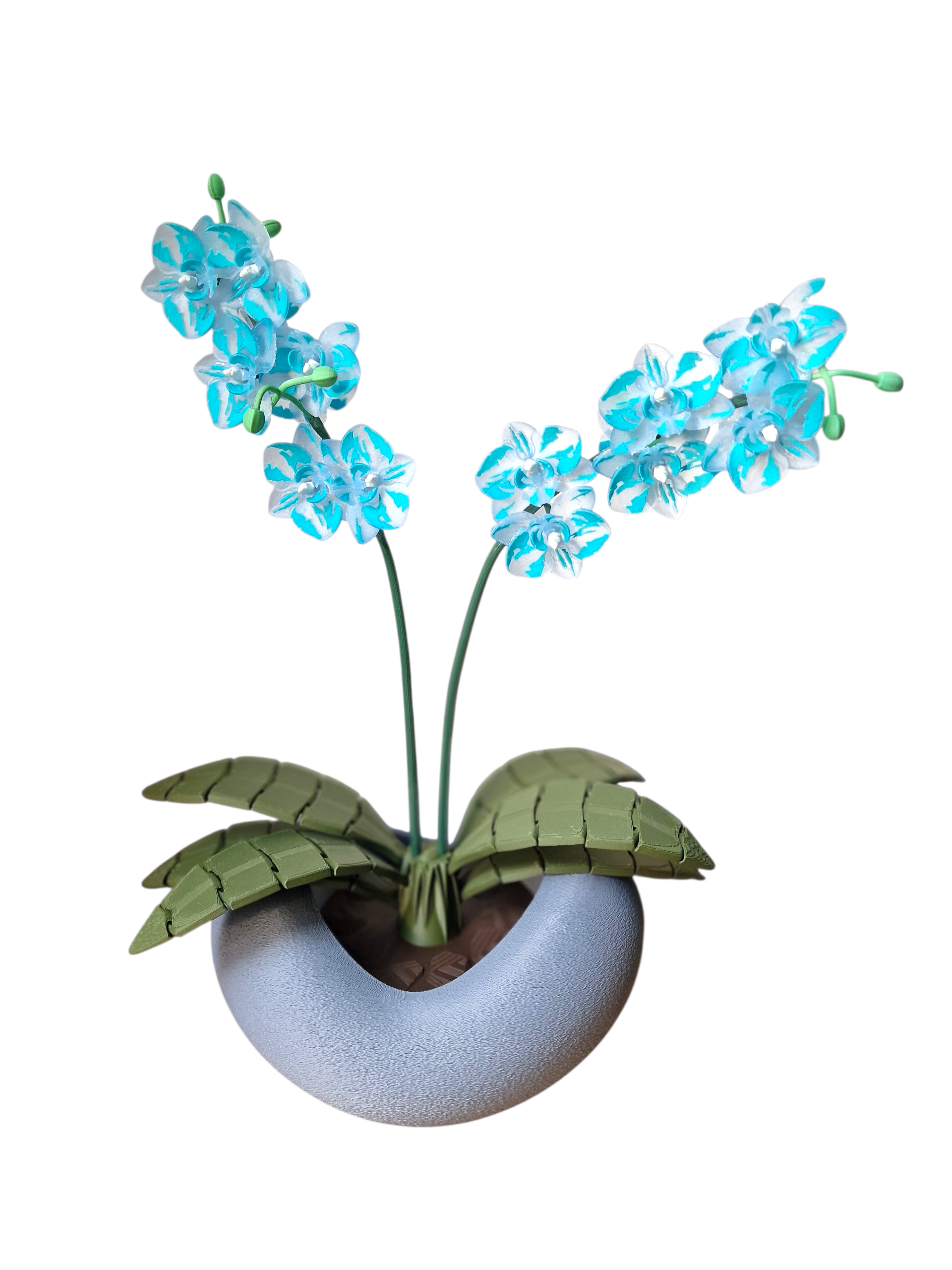 Orchidee 