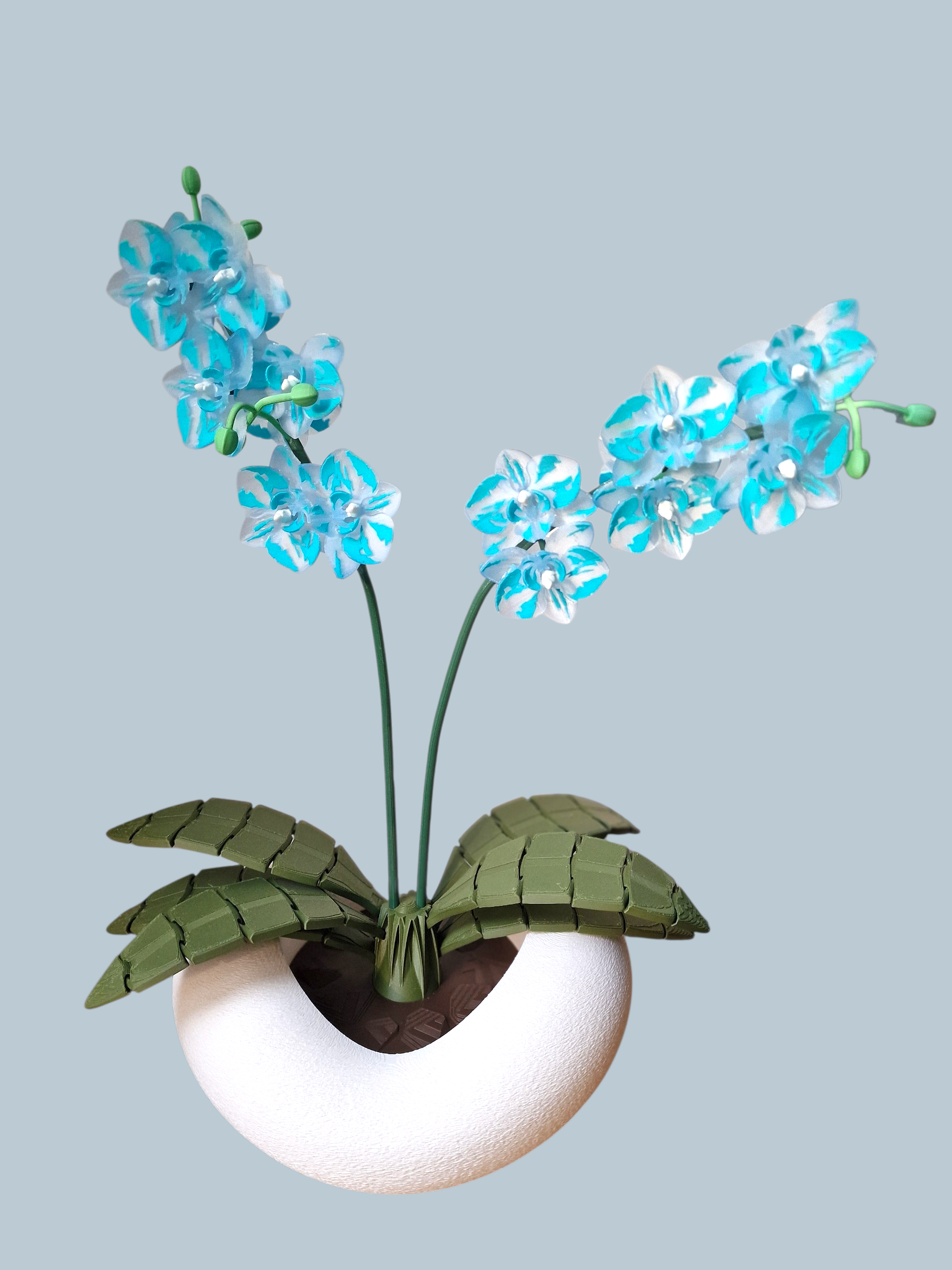 Orchidee 