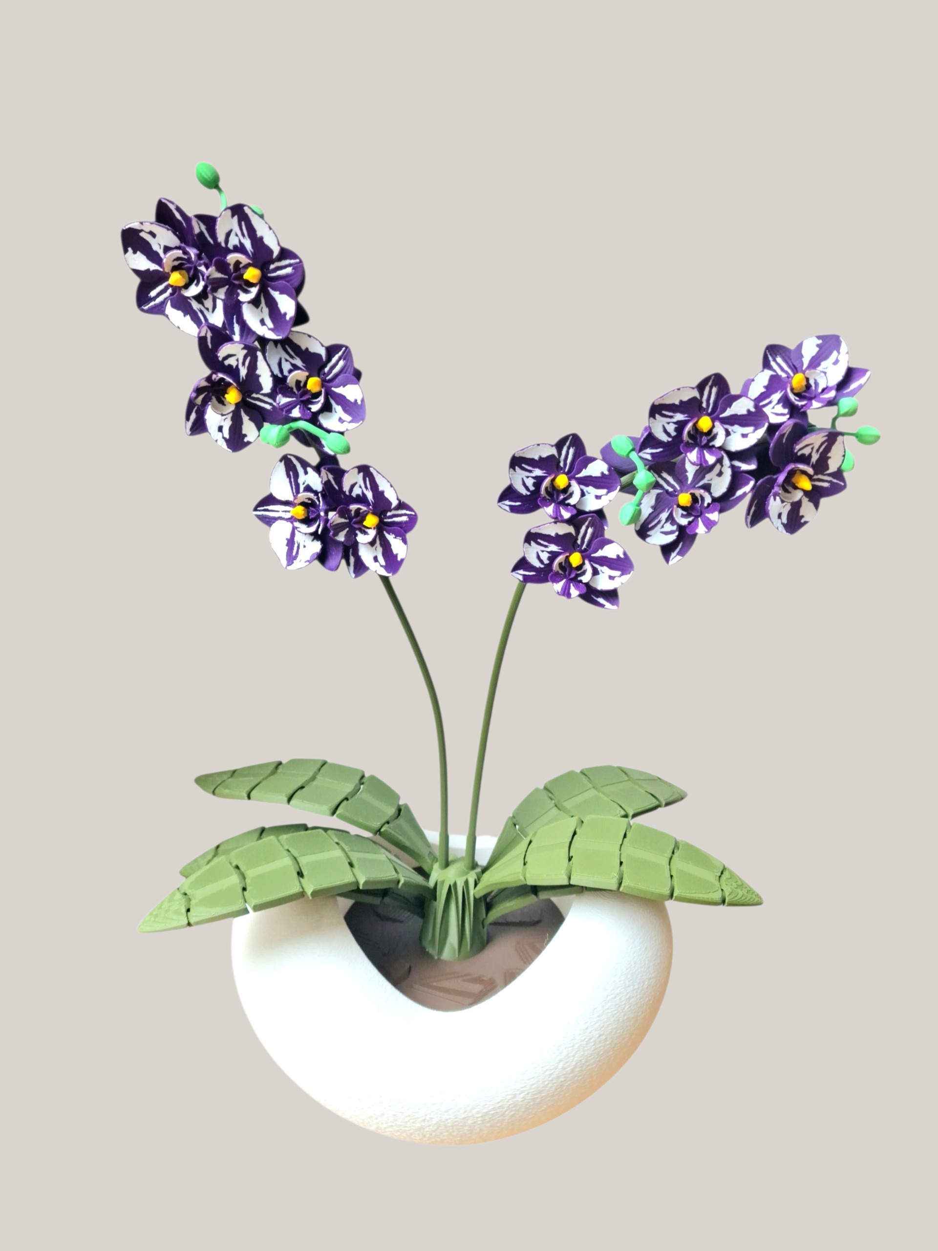Orchidee 