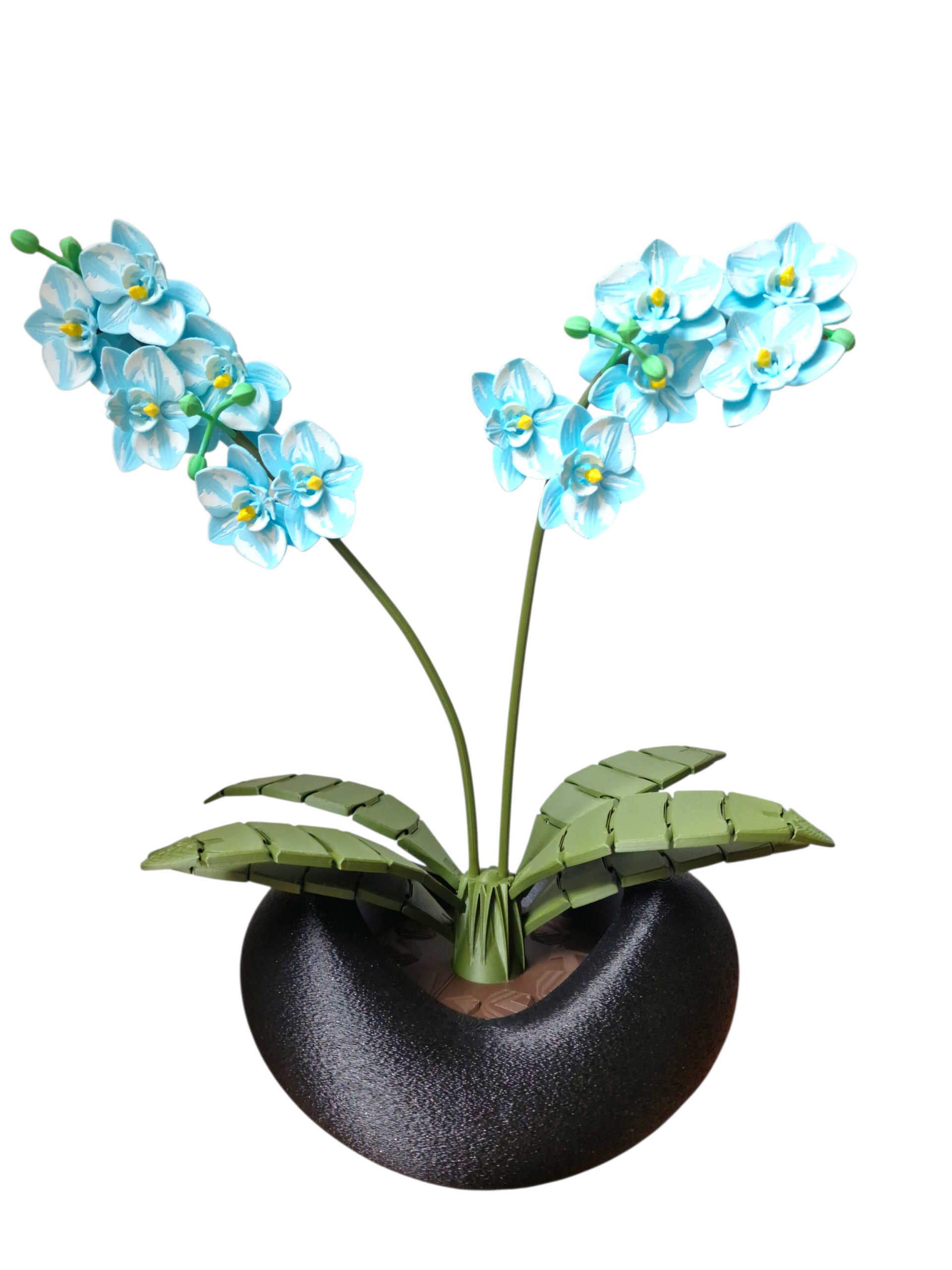 Orchidee eisblau