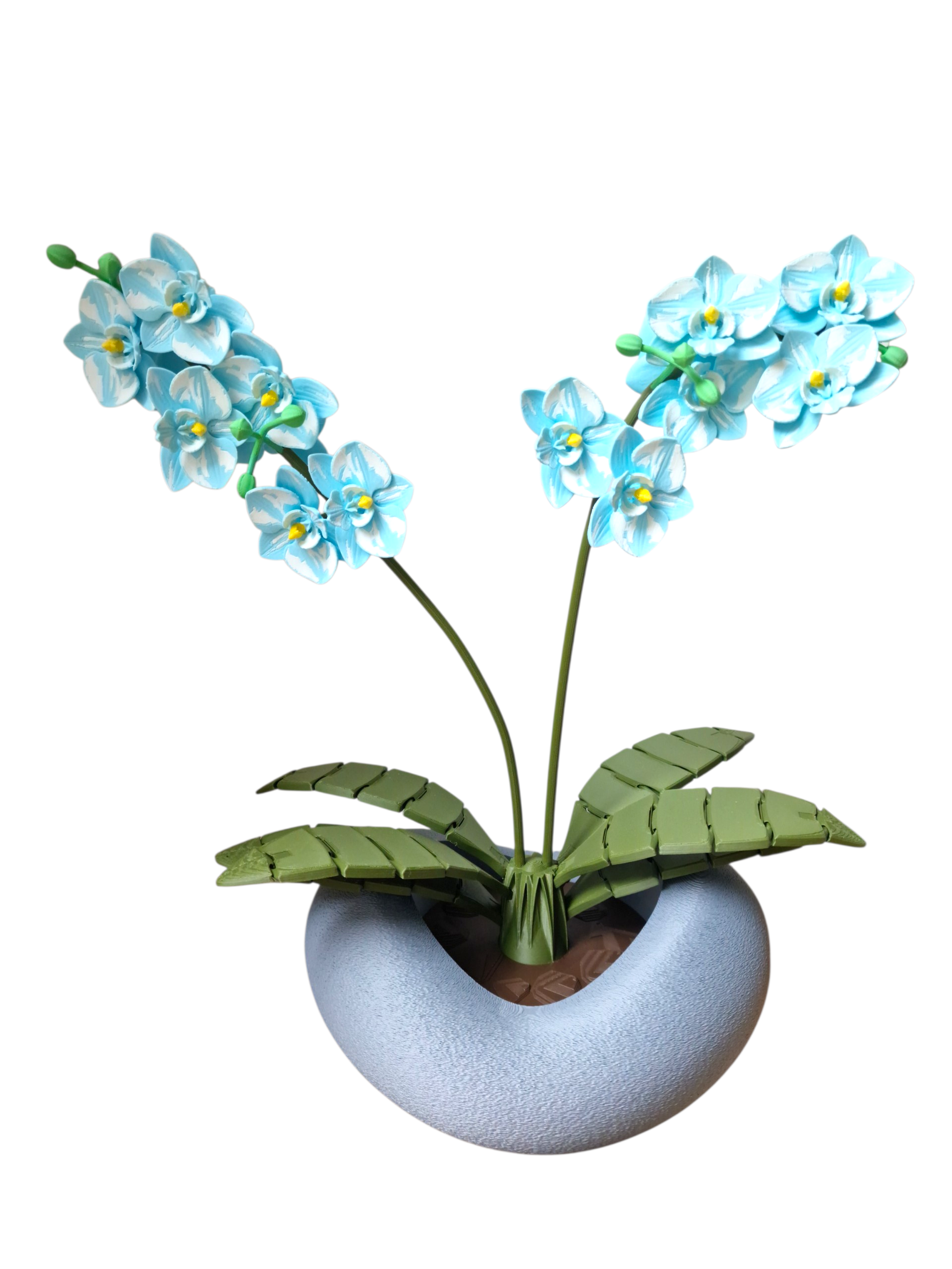 Orchidee eisblau