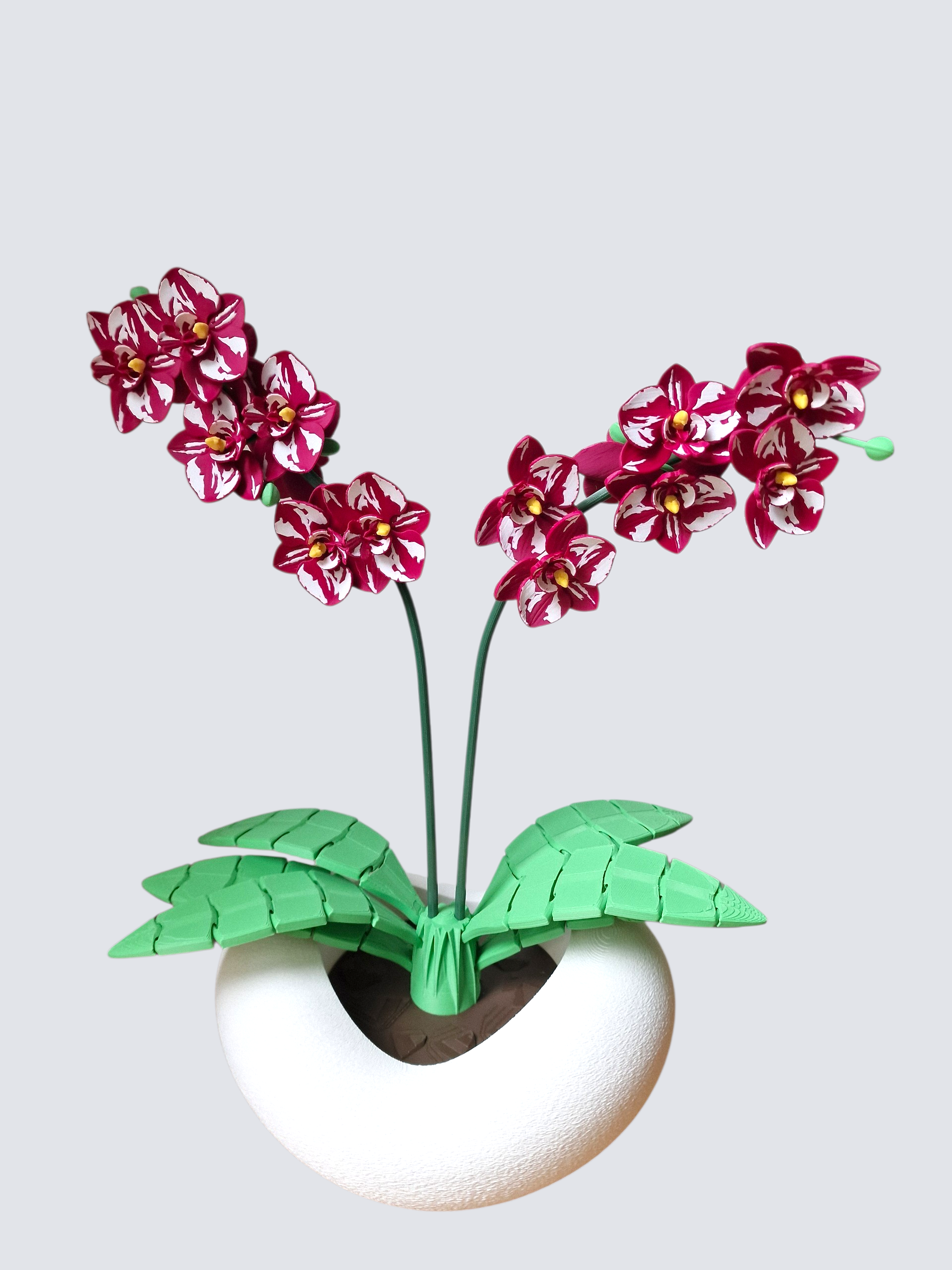 Orchidee