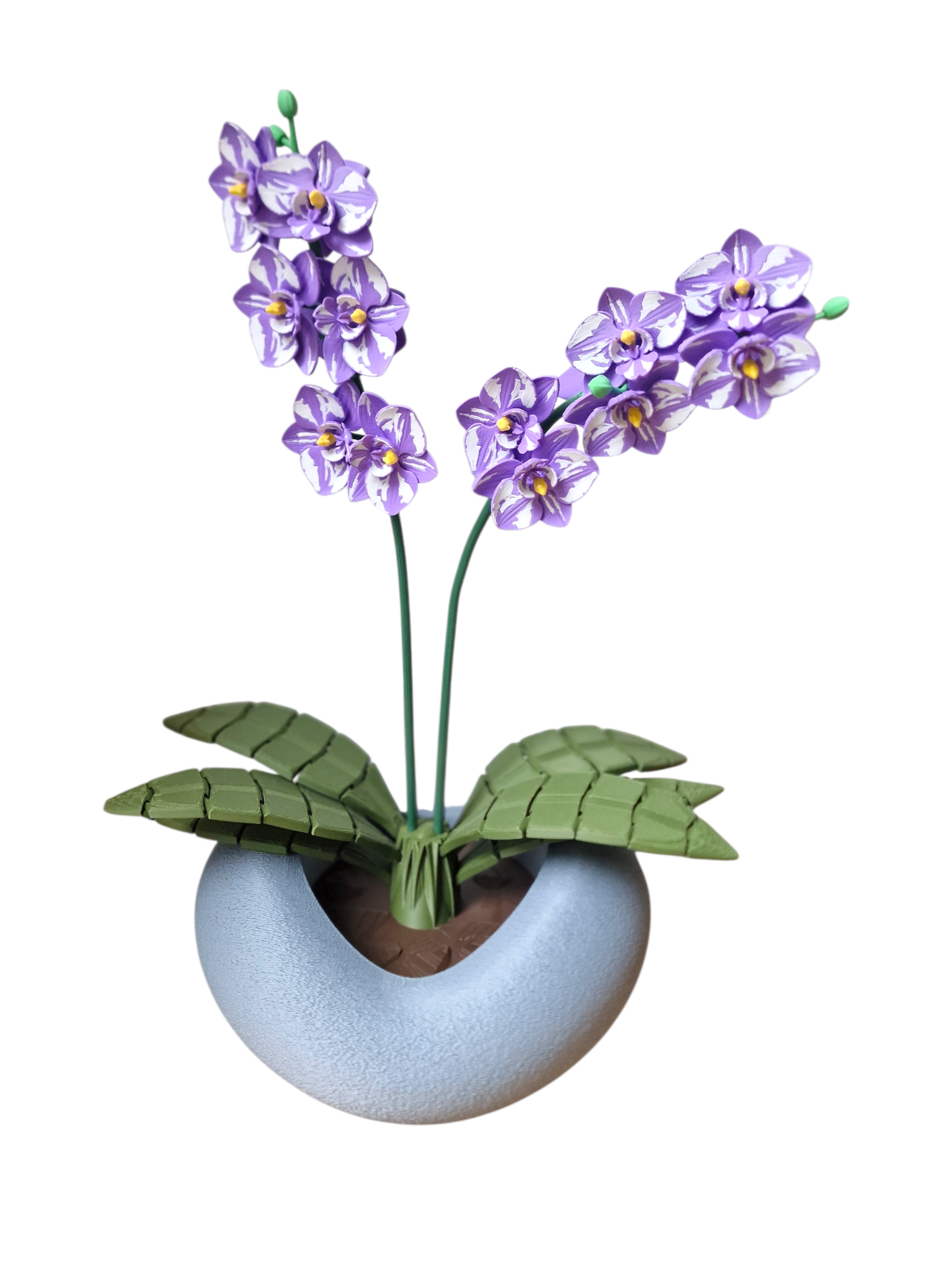 Orchidee