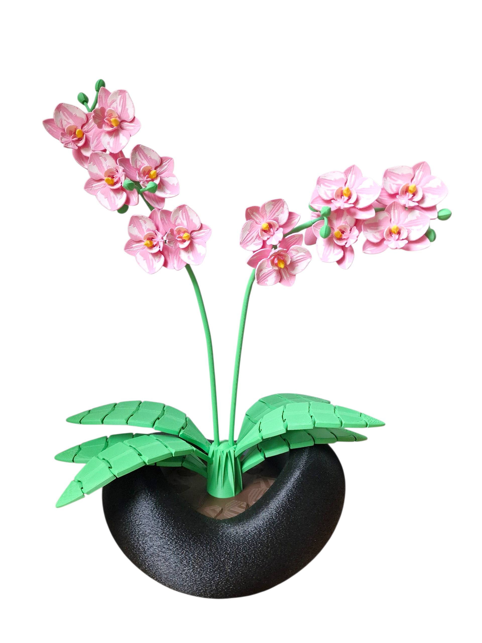 Orchidee rosa