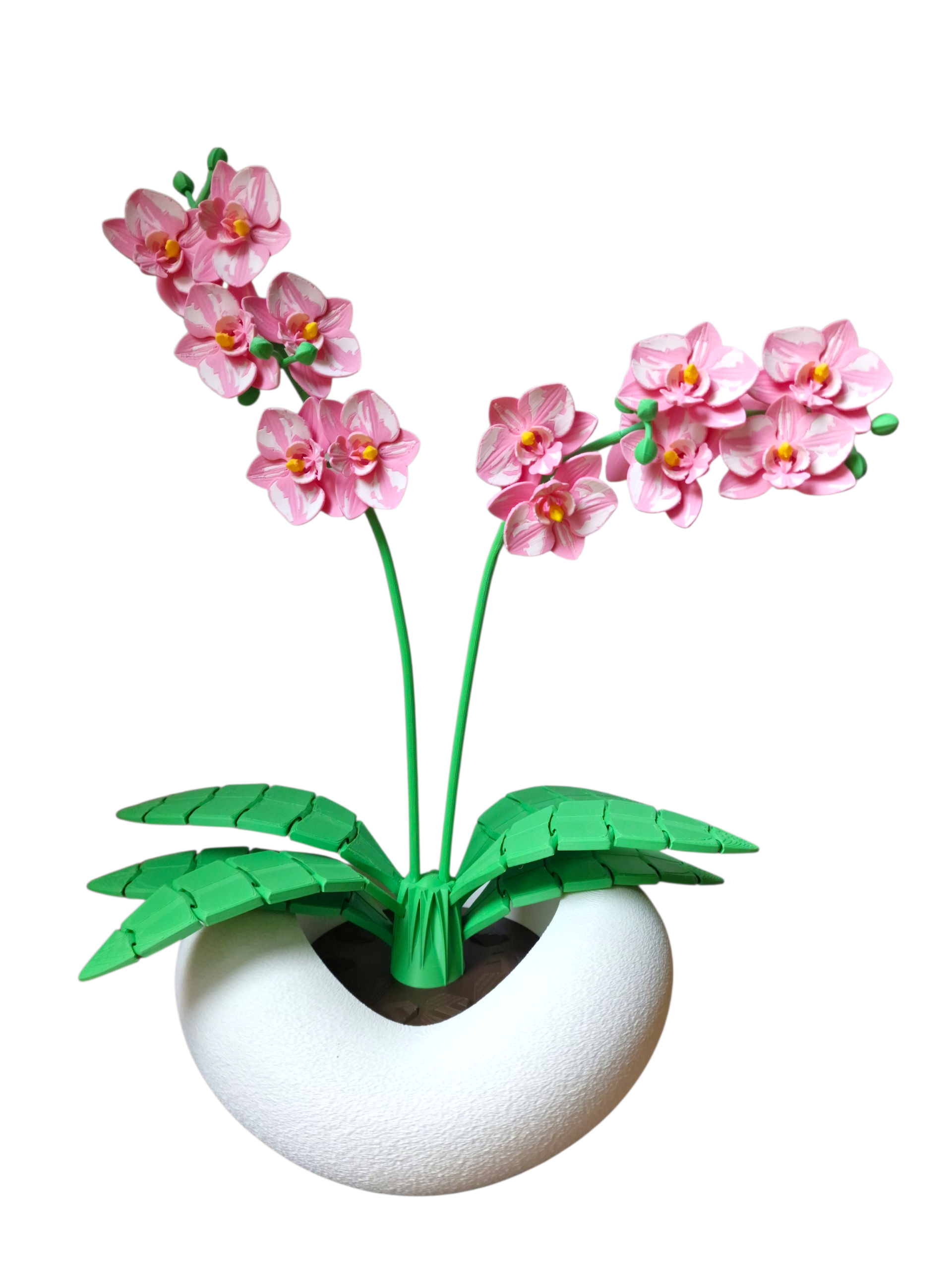  Orchidee rosa