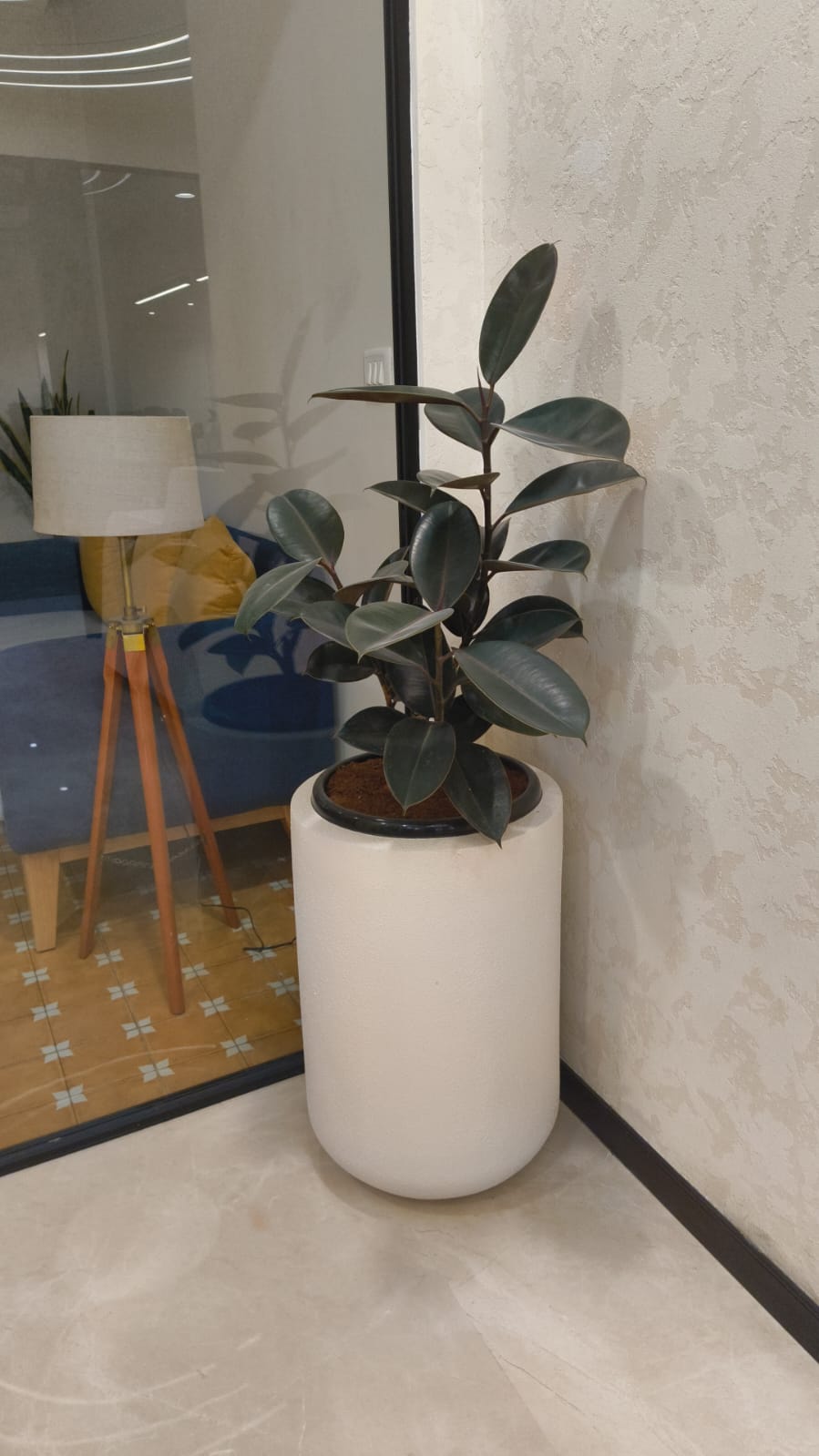 Ficus Elastica in Modern Planter