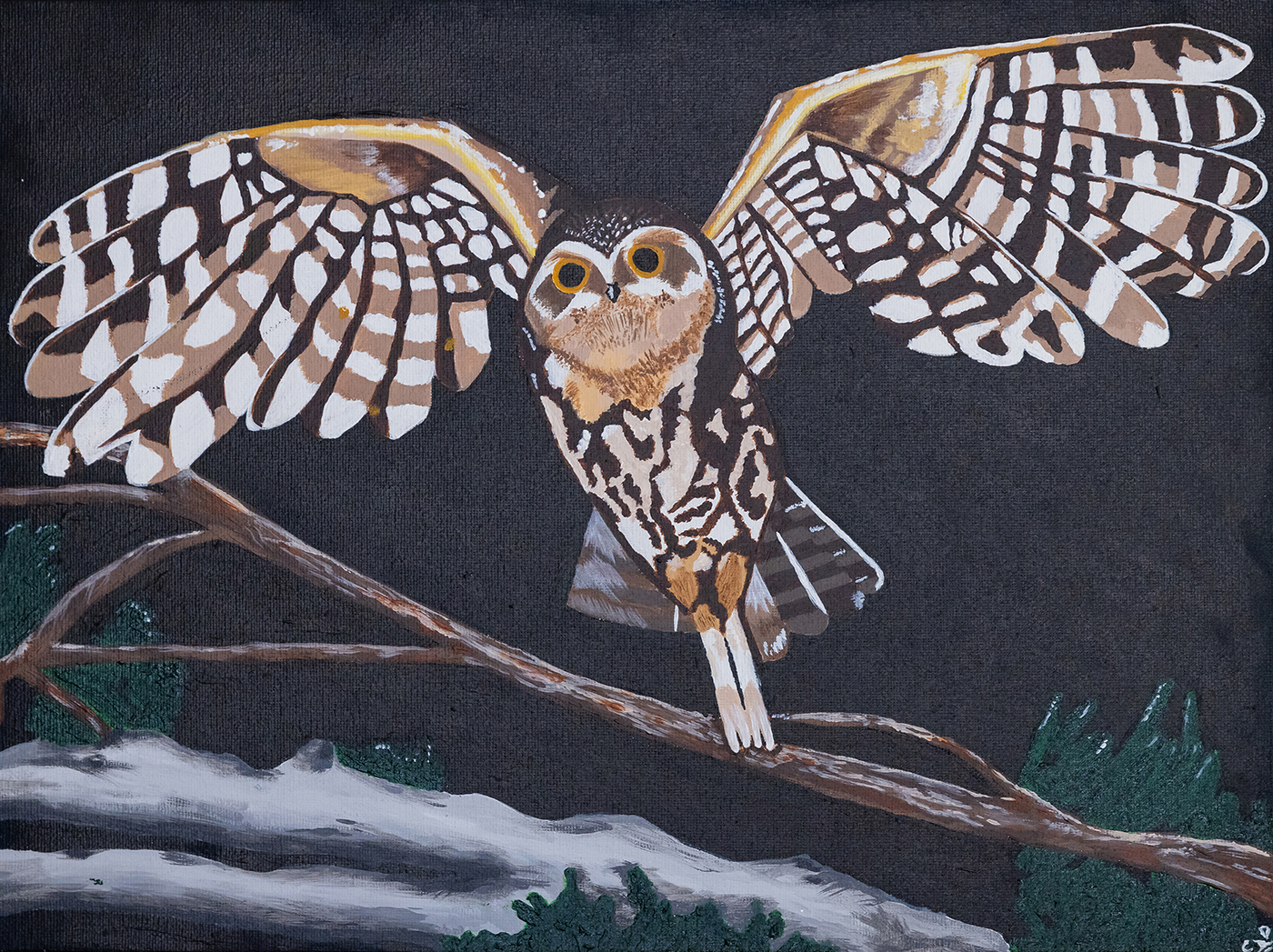 The Little boobook owl
