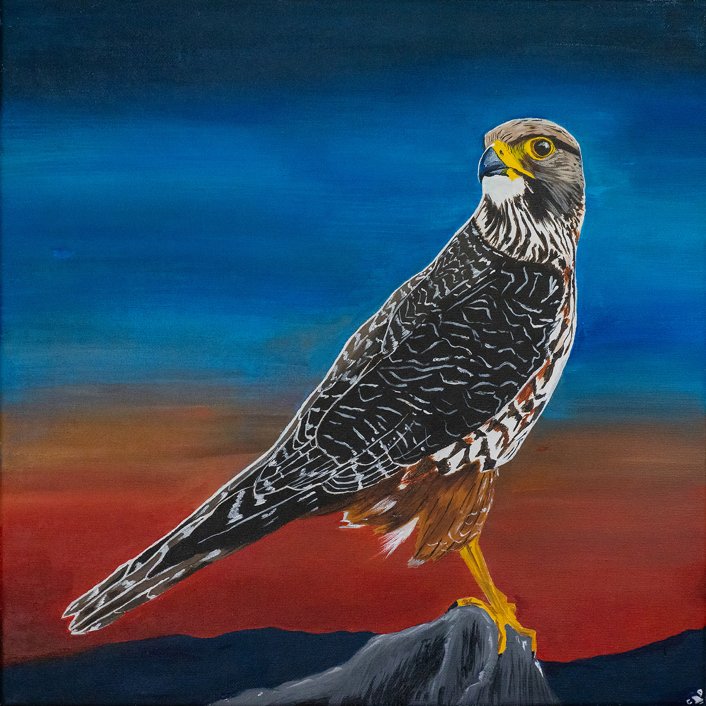 Karearea 'Lord of the skies'