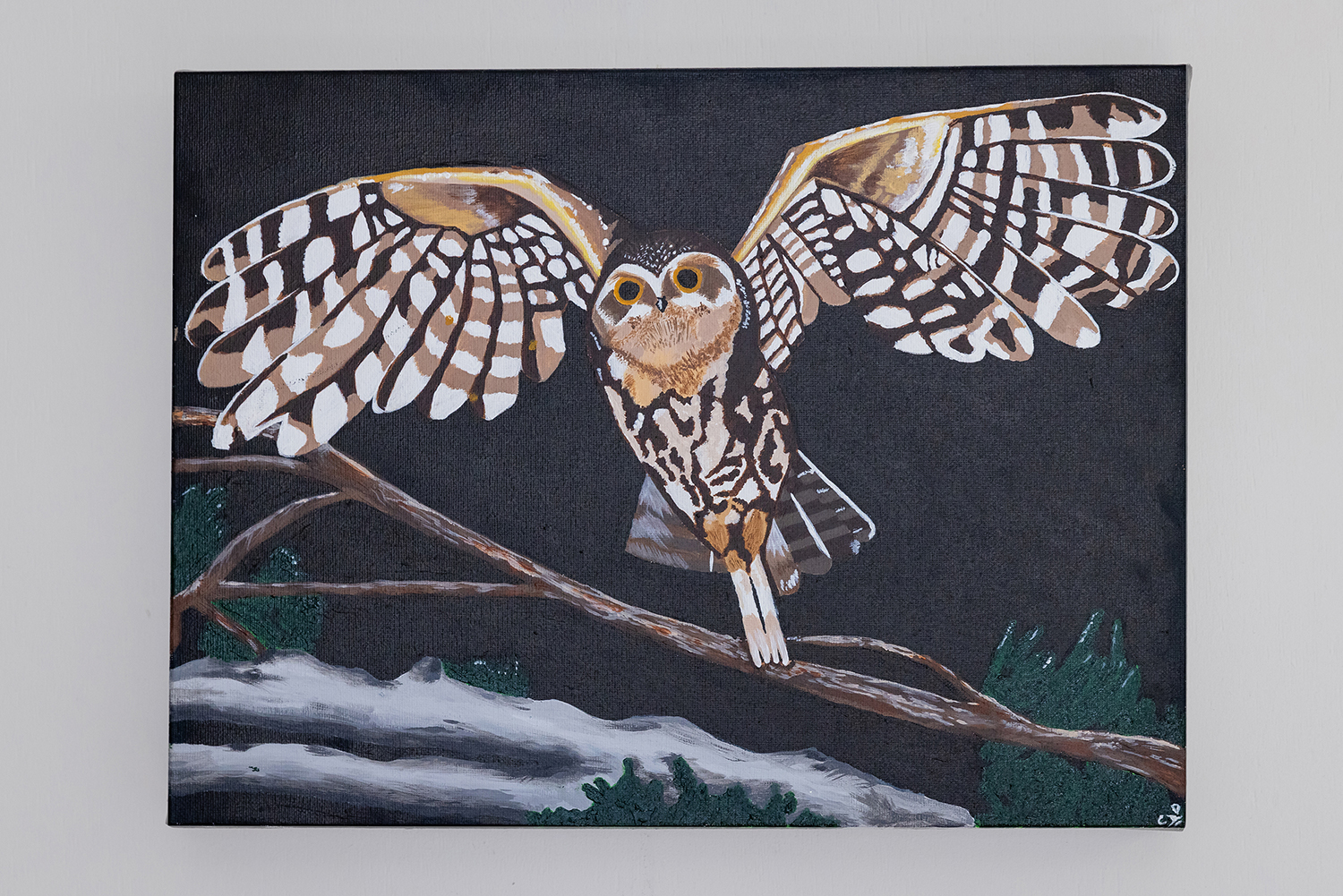 The Little boobook owl