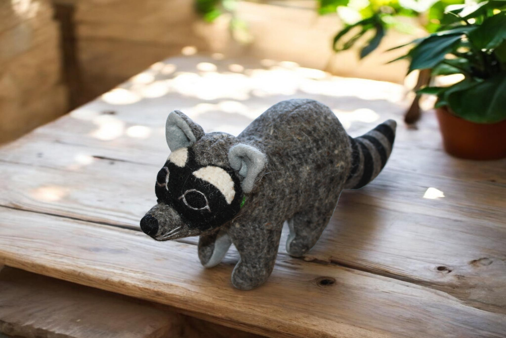 Raccoon