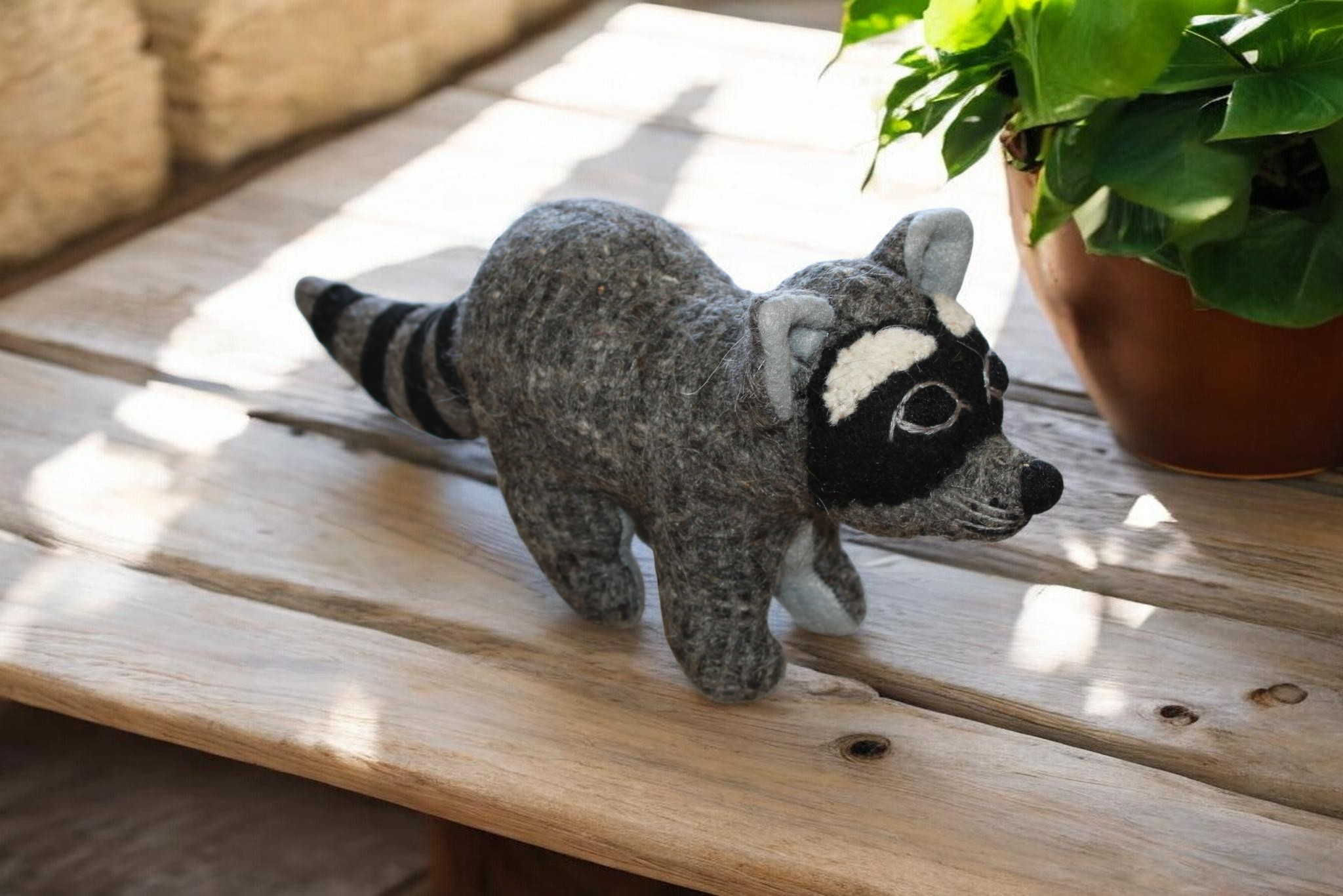 Raccoon