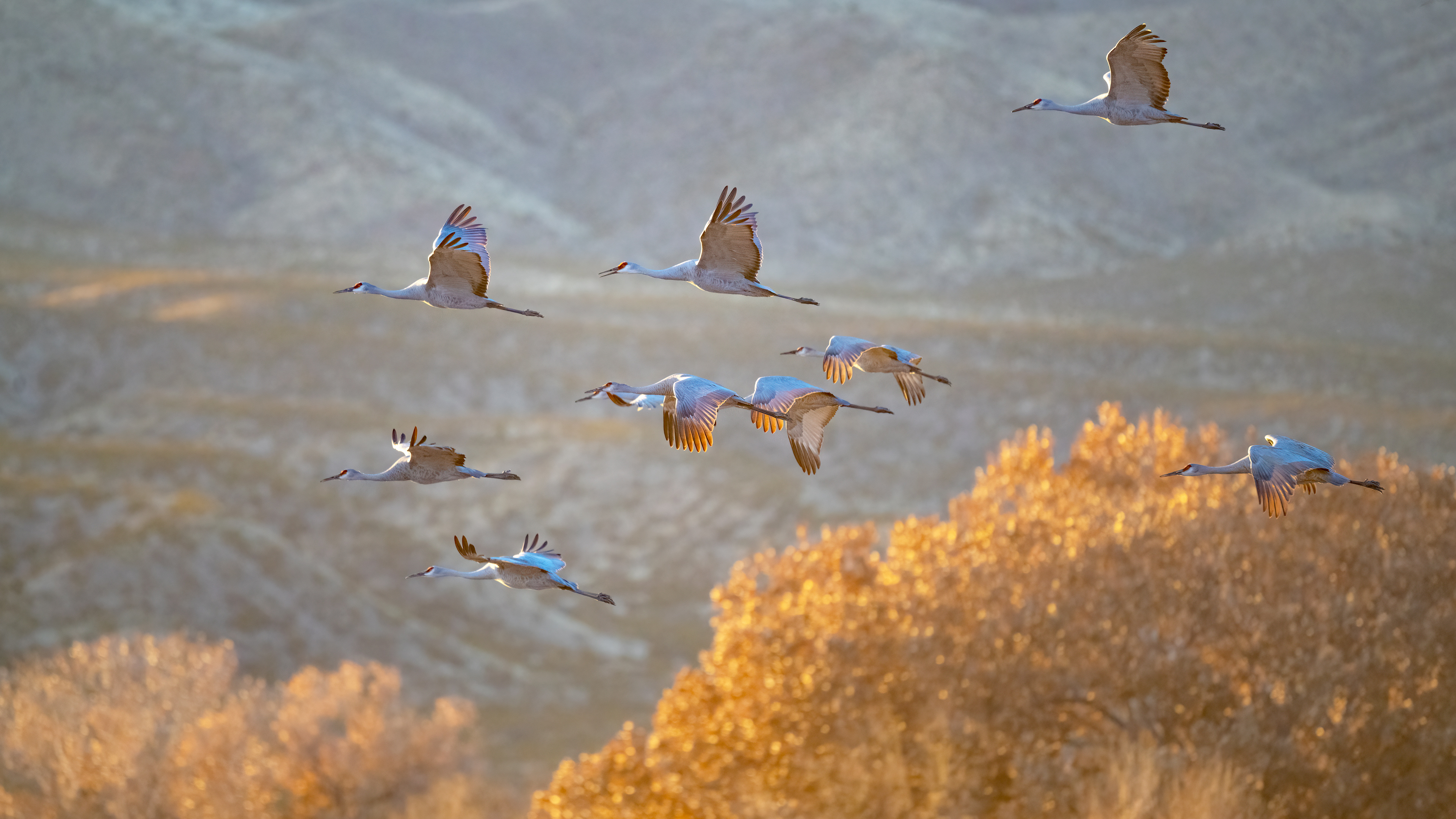 Community Connection - Free!