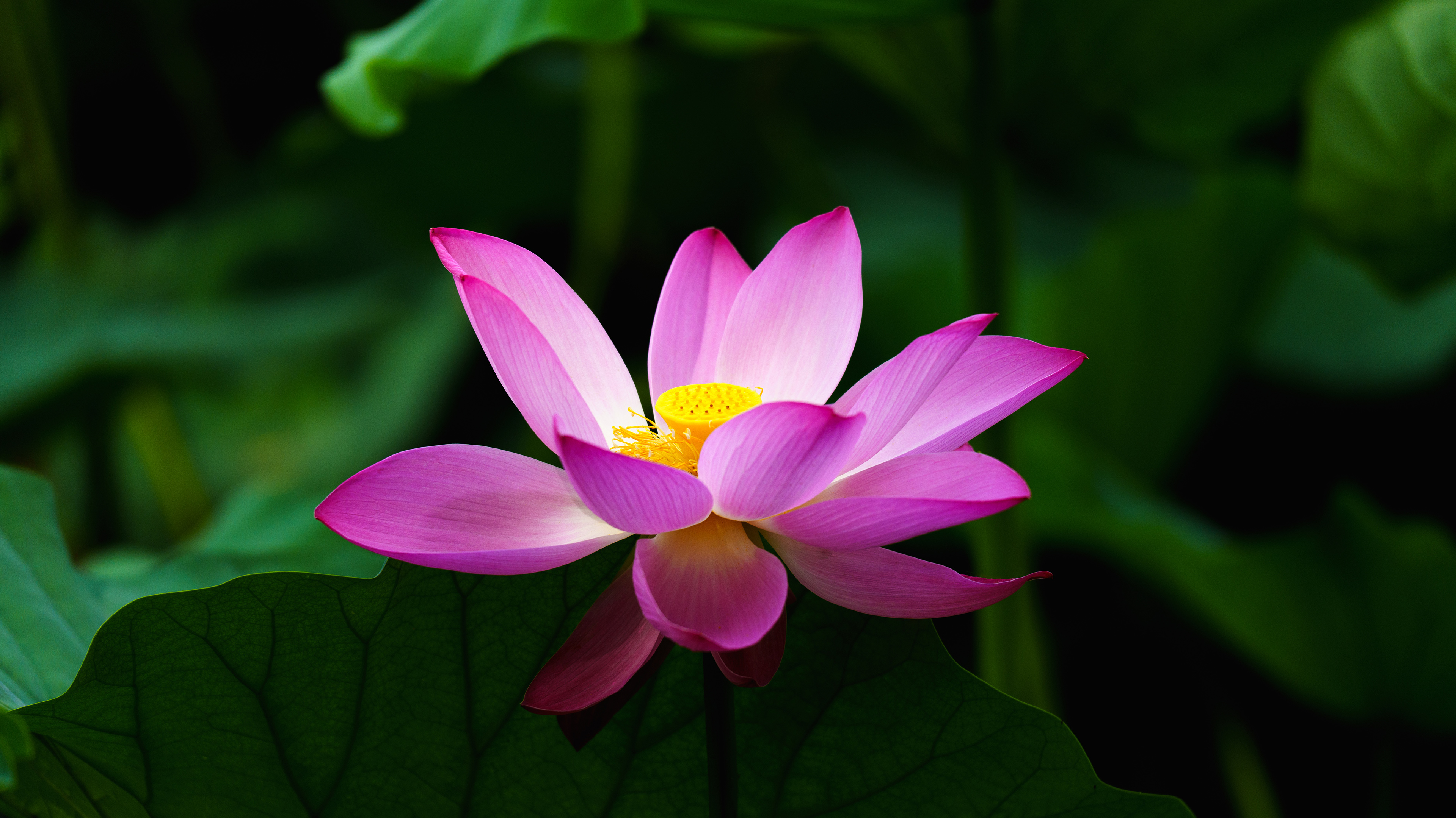 Yoga Lifestyle training (Individual Sessions)