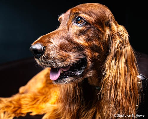 Pet Portrait