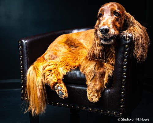 Pet Portrait