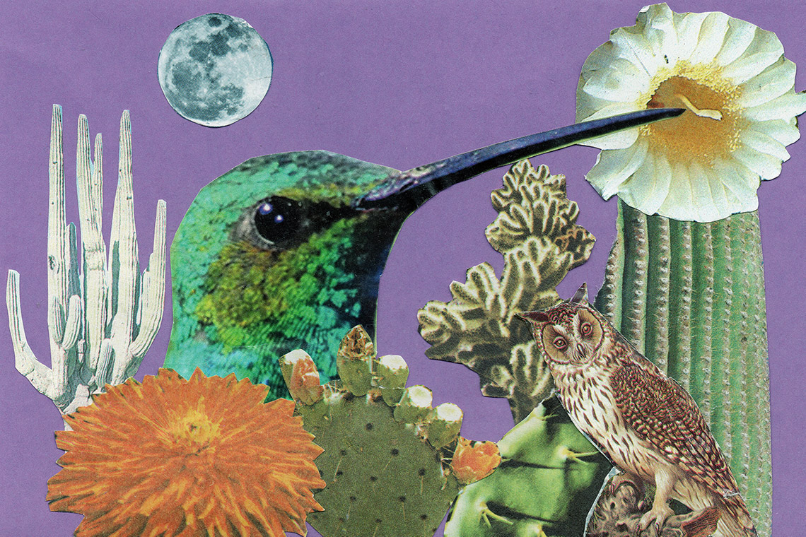 Collage - Desierto