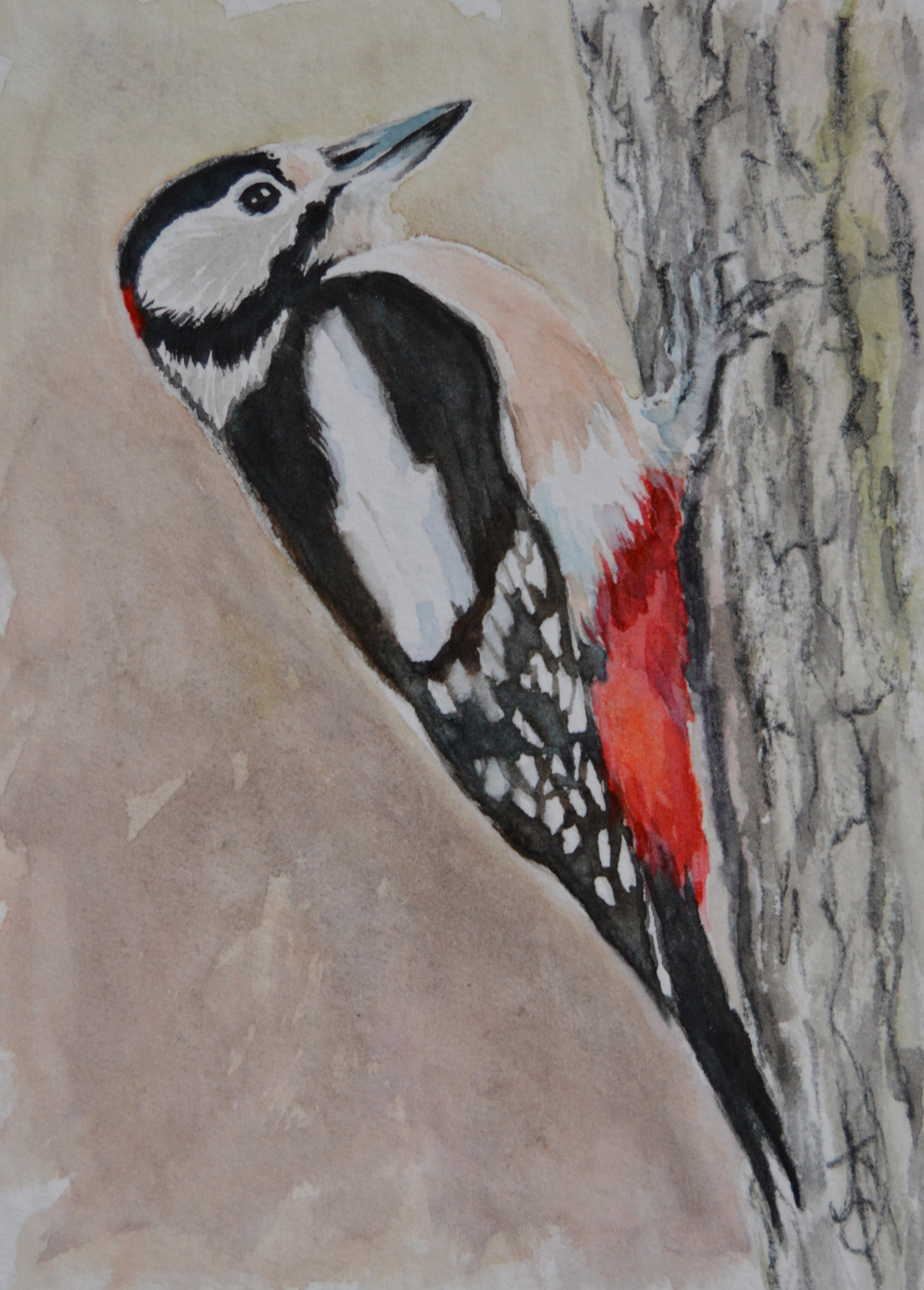 Great Spotted Woodpecker Watercolour