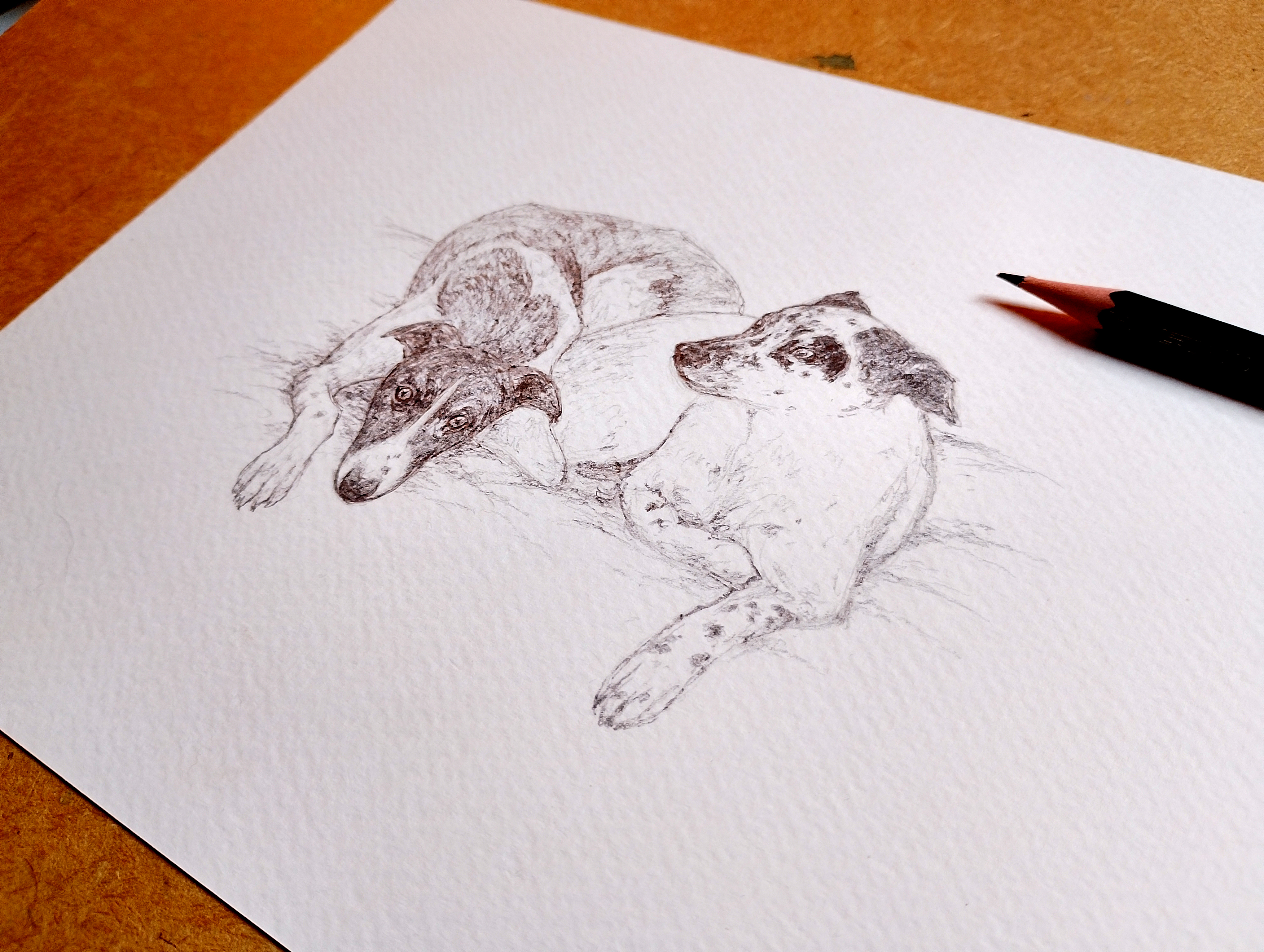 Portrait animalier sur commande : une attitude