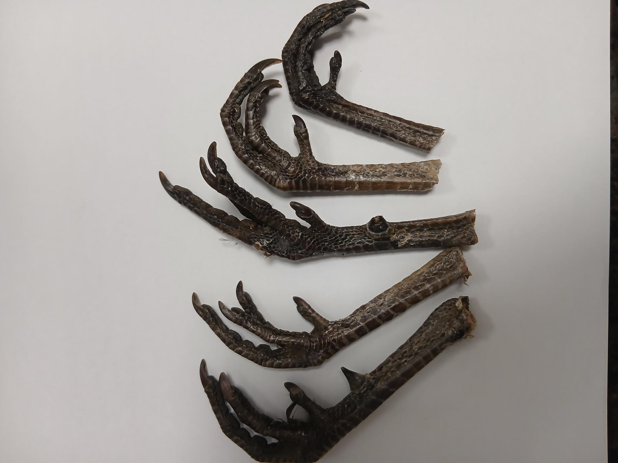 Pheasant Feet Natural Dog Treat