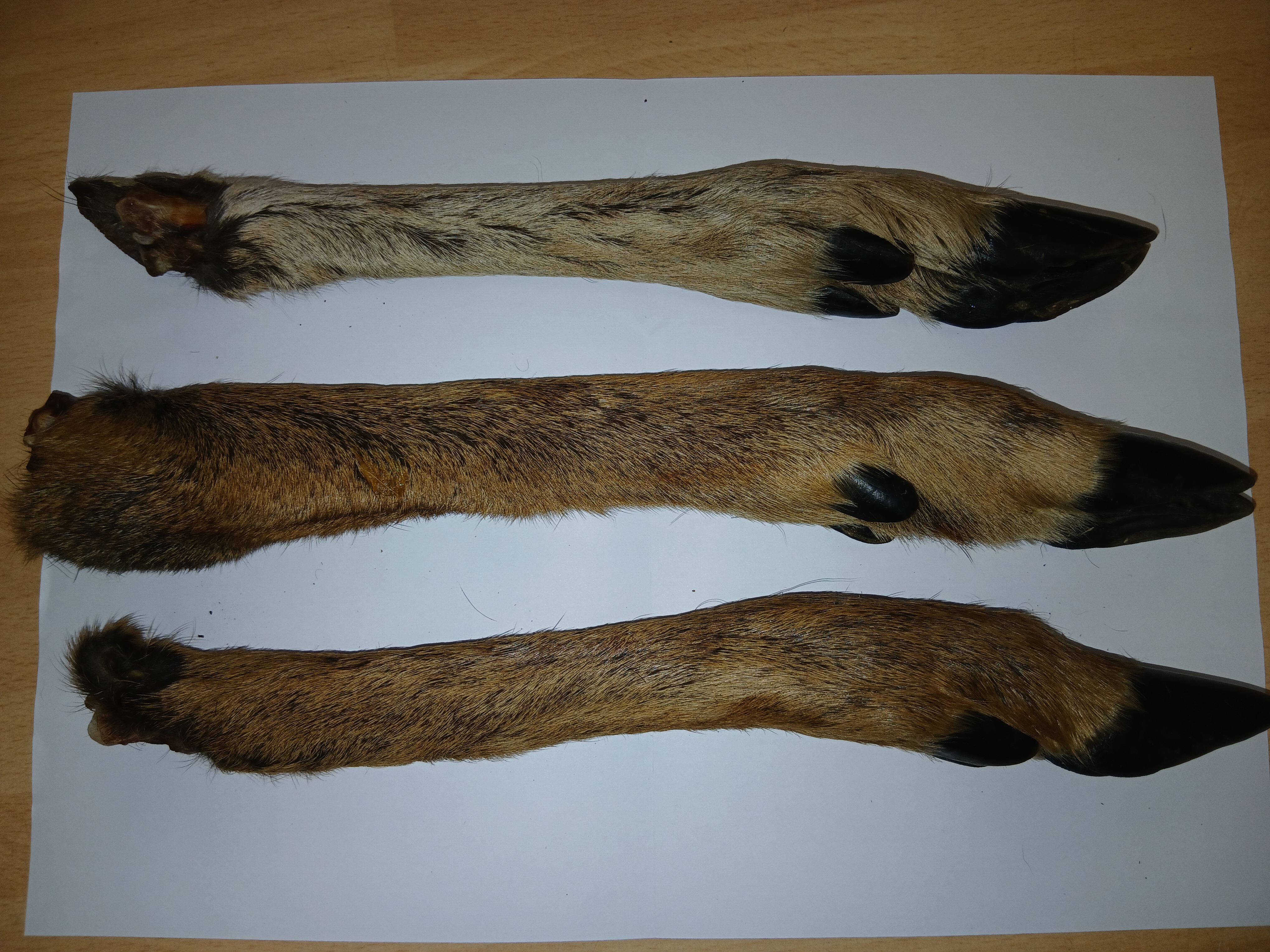 Roe Deer Leg 