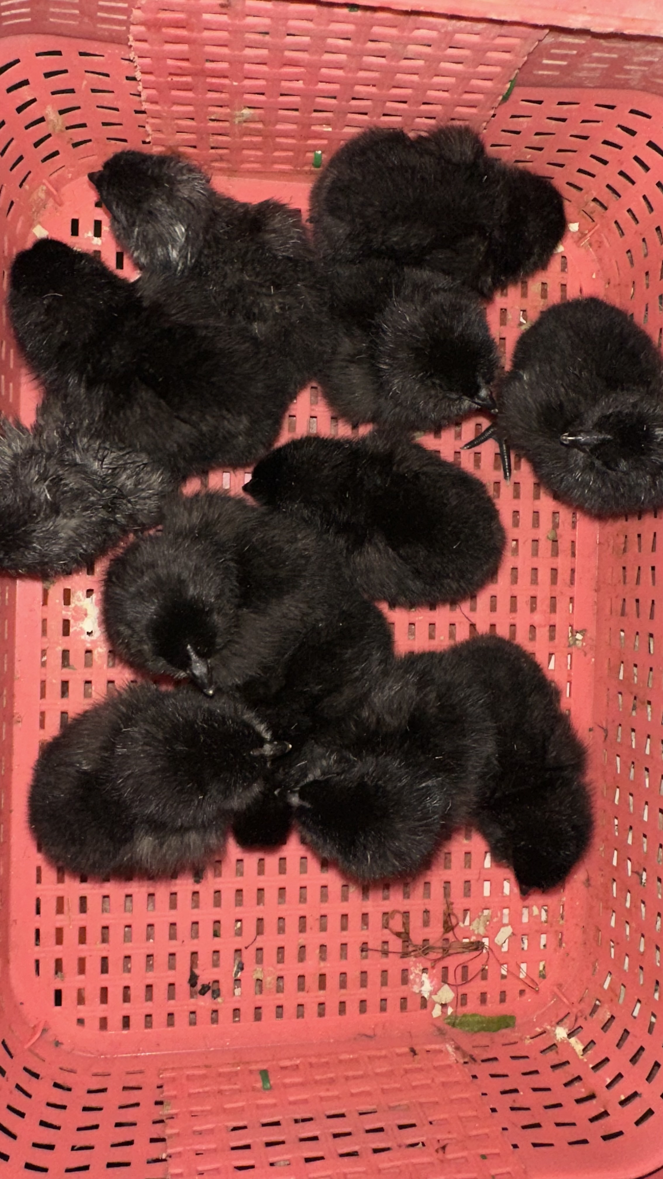Ayam Cemani Chicks
