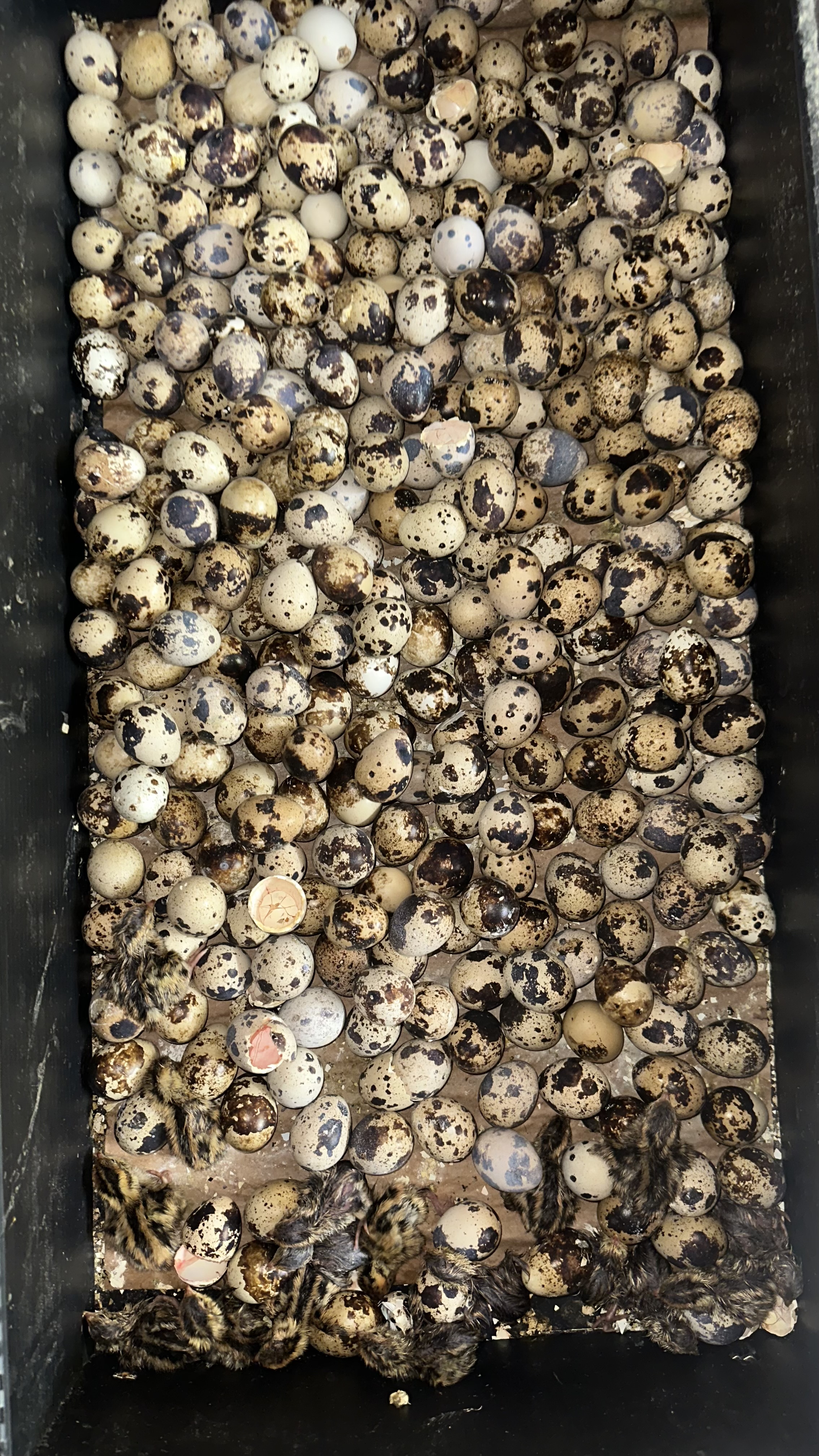 30 Live Jumbo Coturnix Quail Chicks
