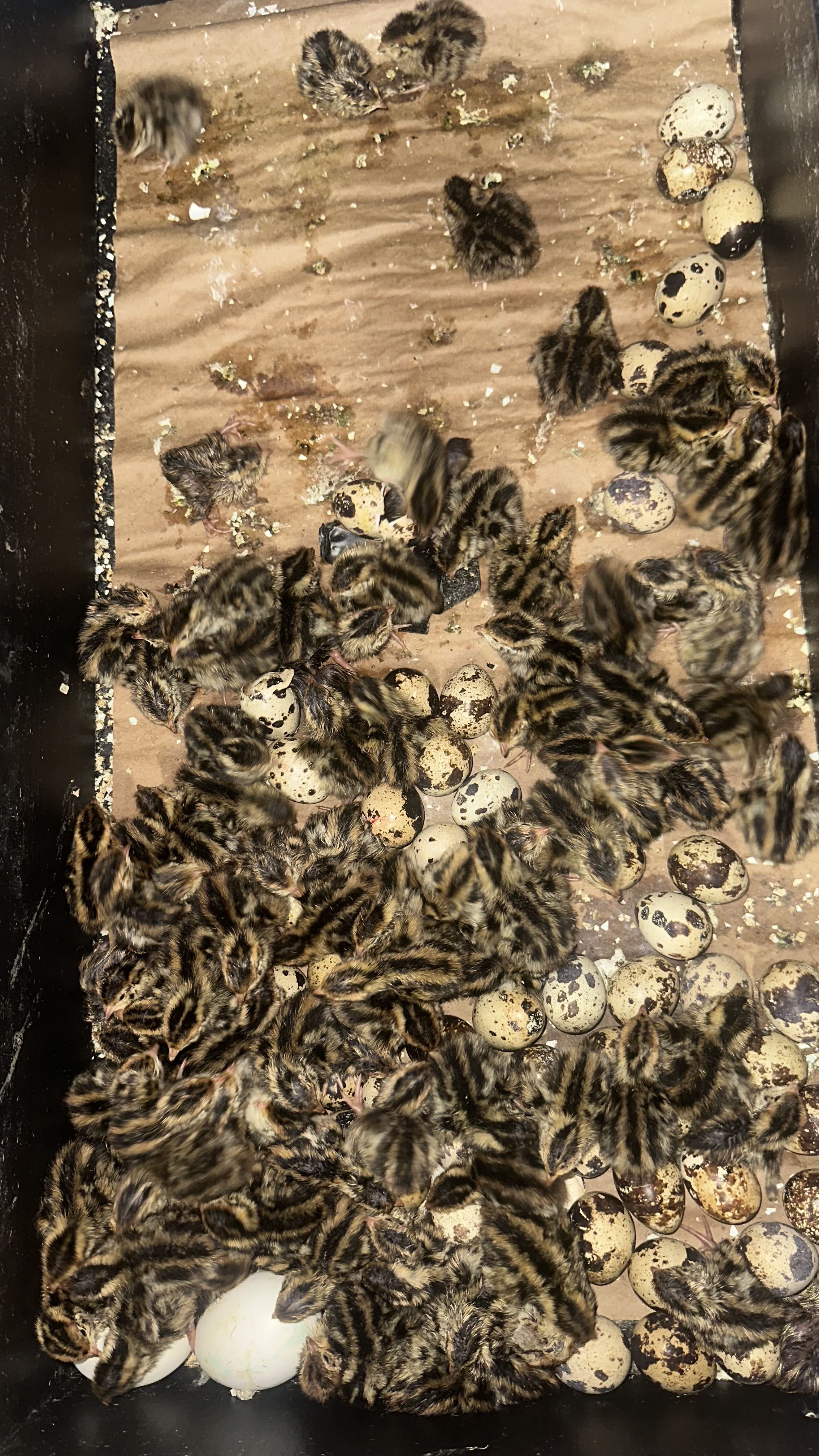 30 Live Jumbo Coturnix Quail Chicks