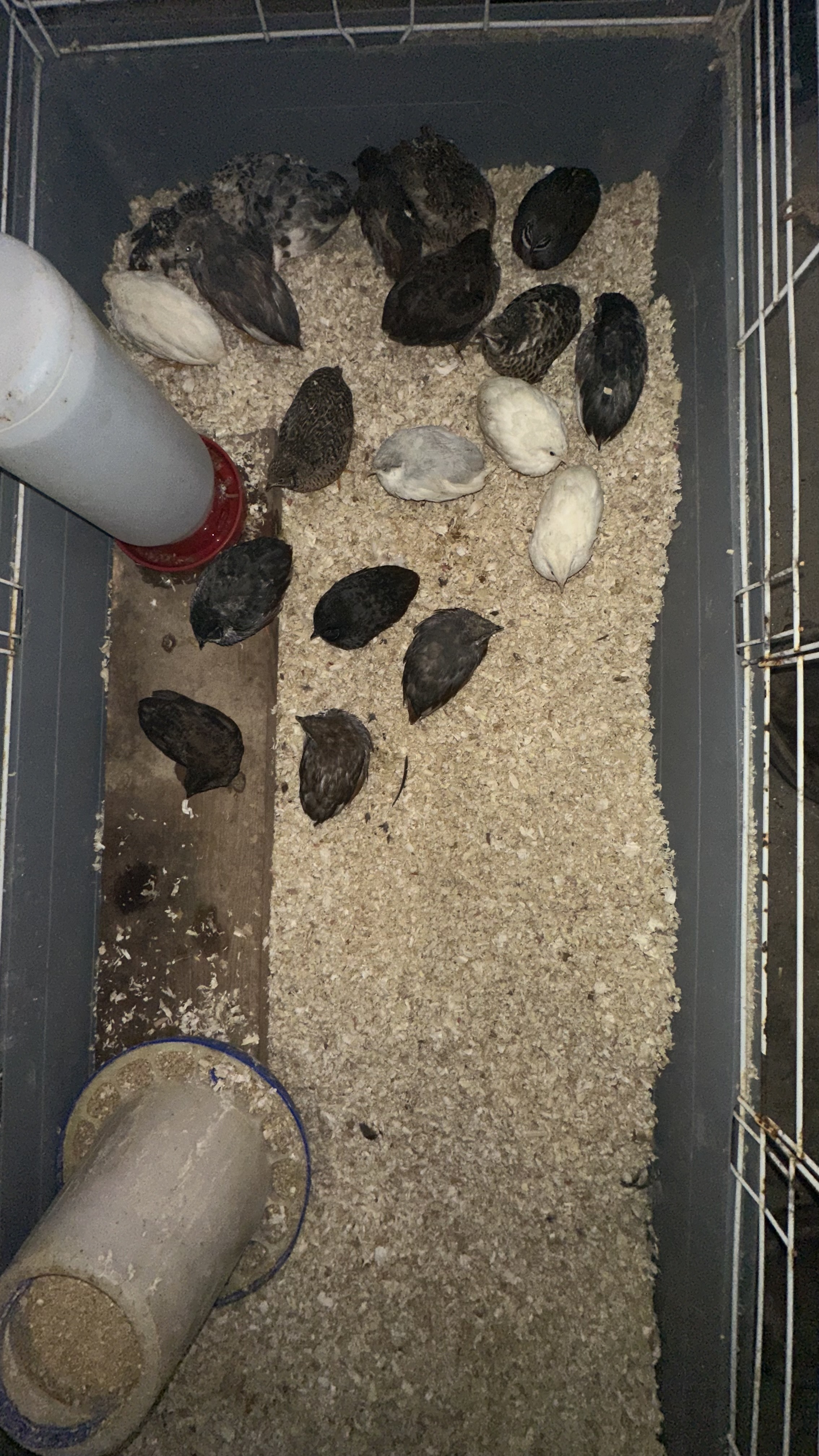Button Quail Chicks