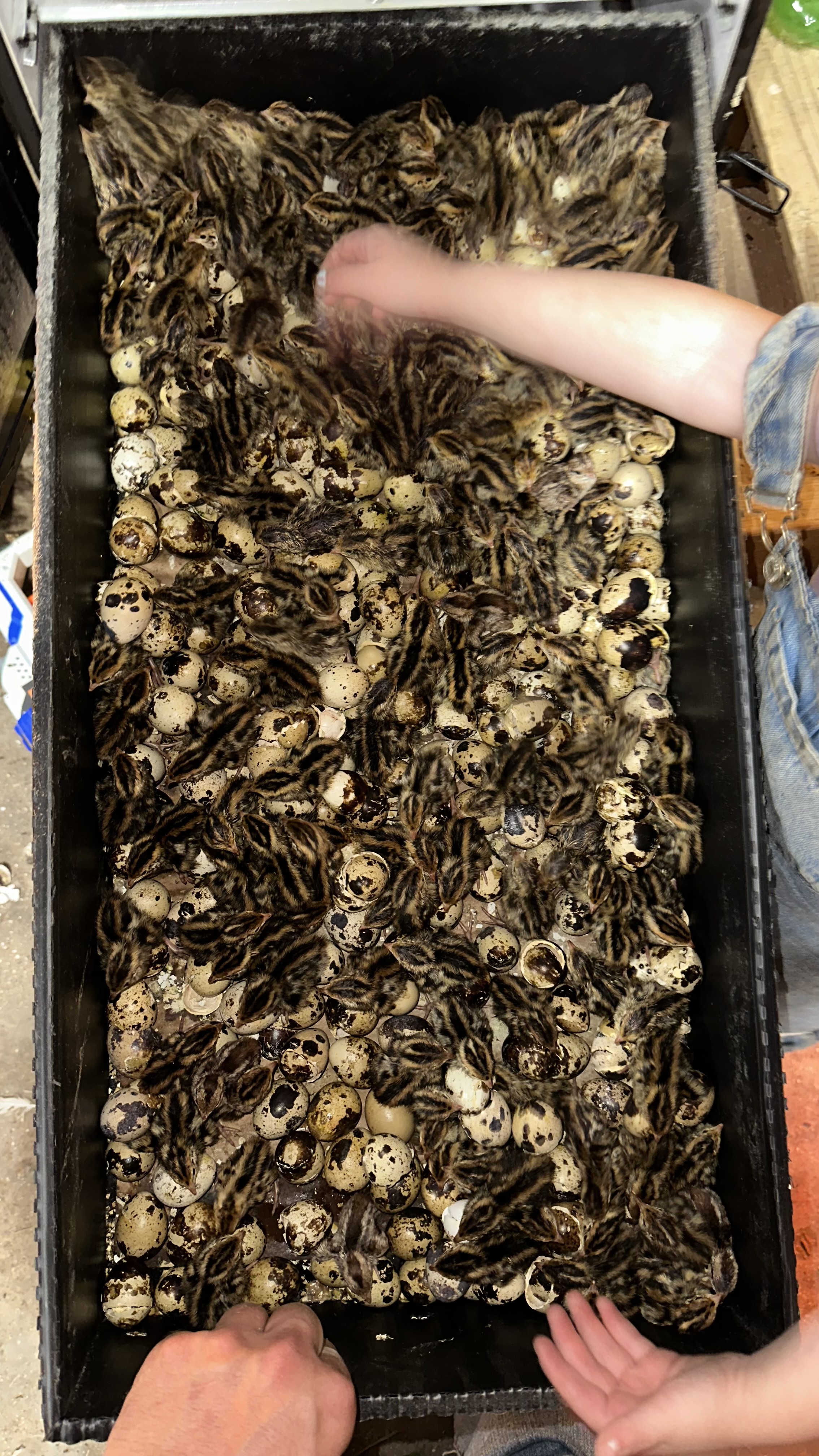 30 Live Jumbo Coturnix Quail Chicks