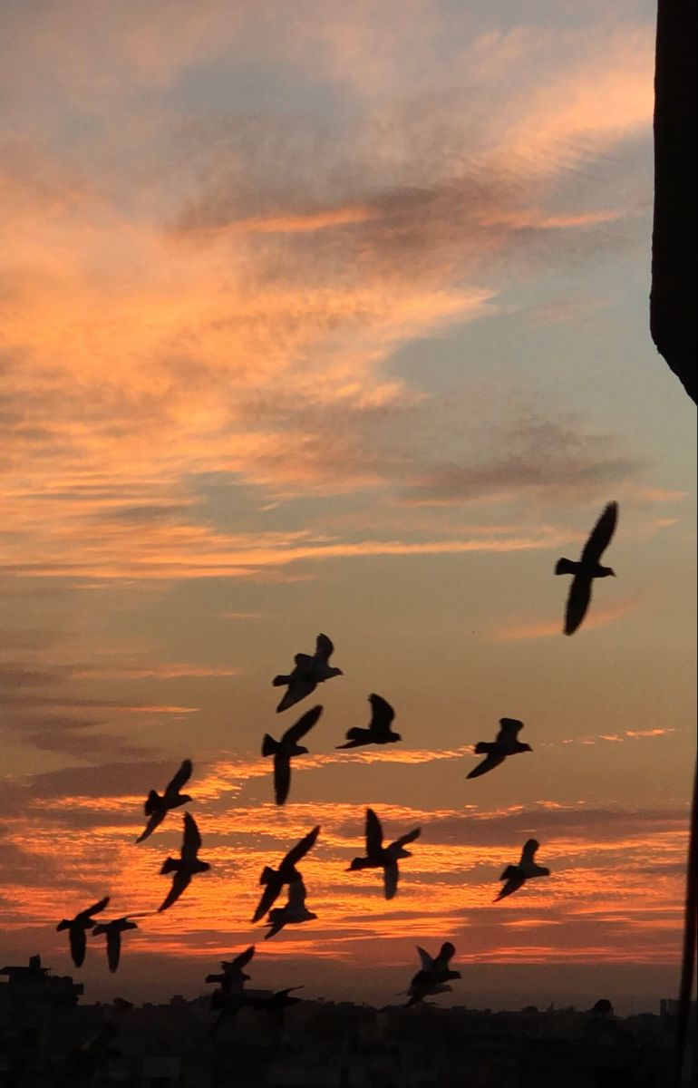 Tour de Observación de Aves al Amanecer