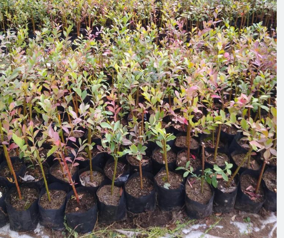 Plantas de arándano en bolsa