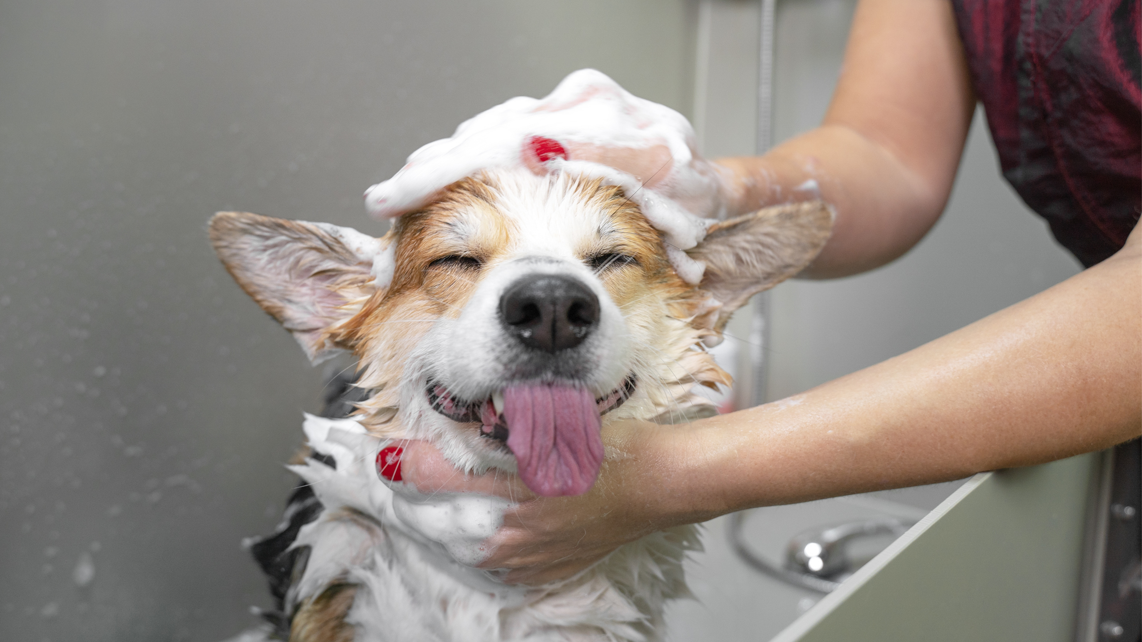 Pet Bath & Spa