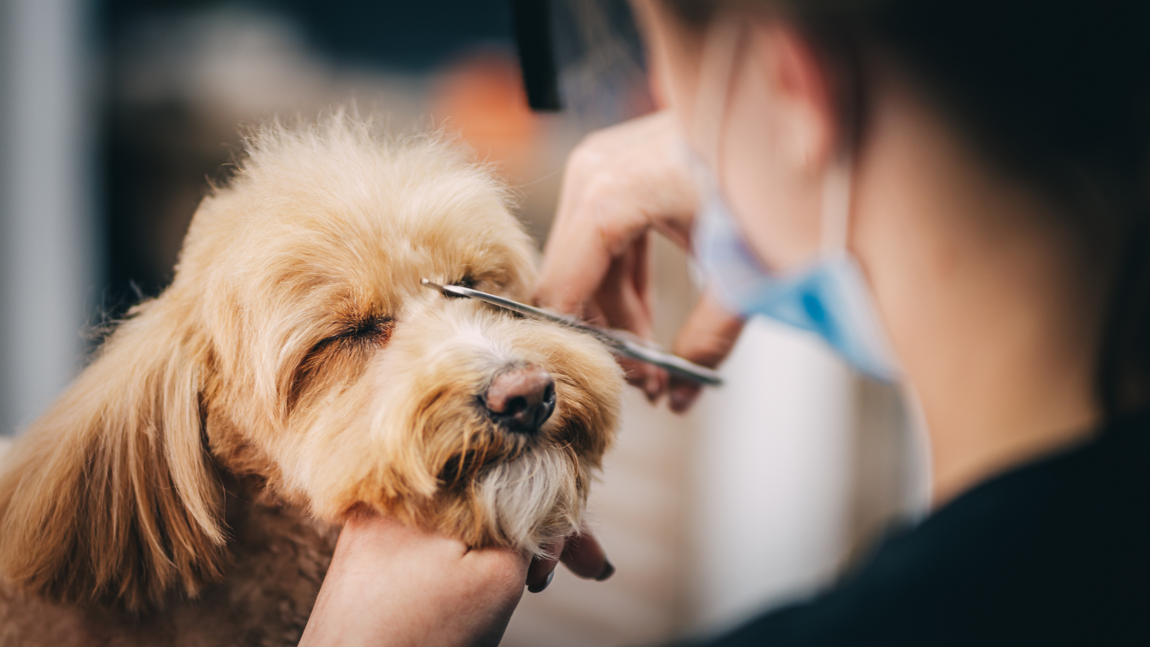 Pet Grooming Service