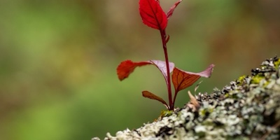 SPROUT