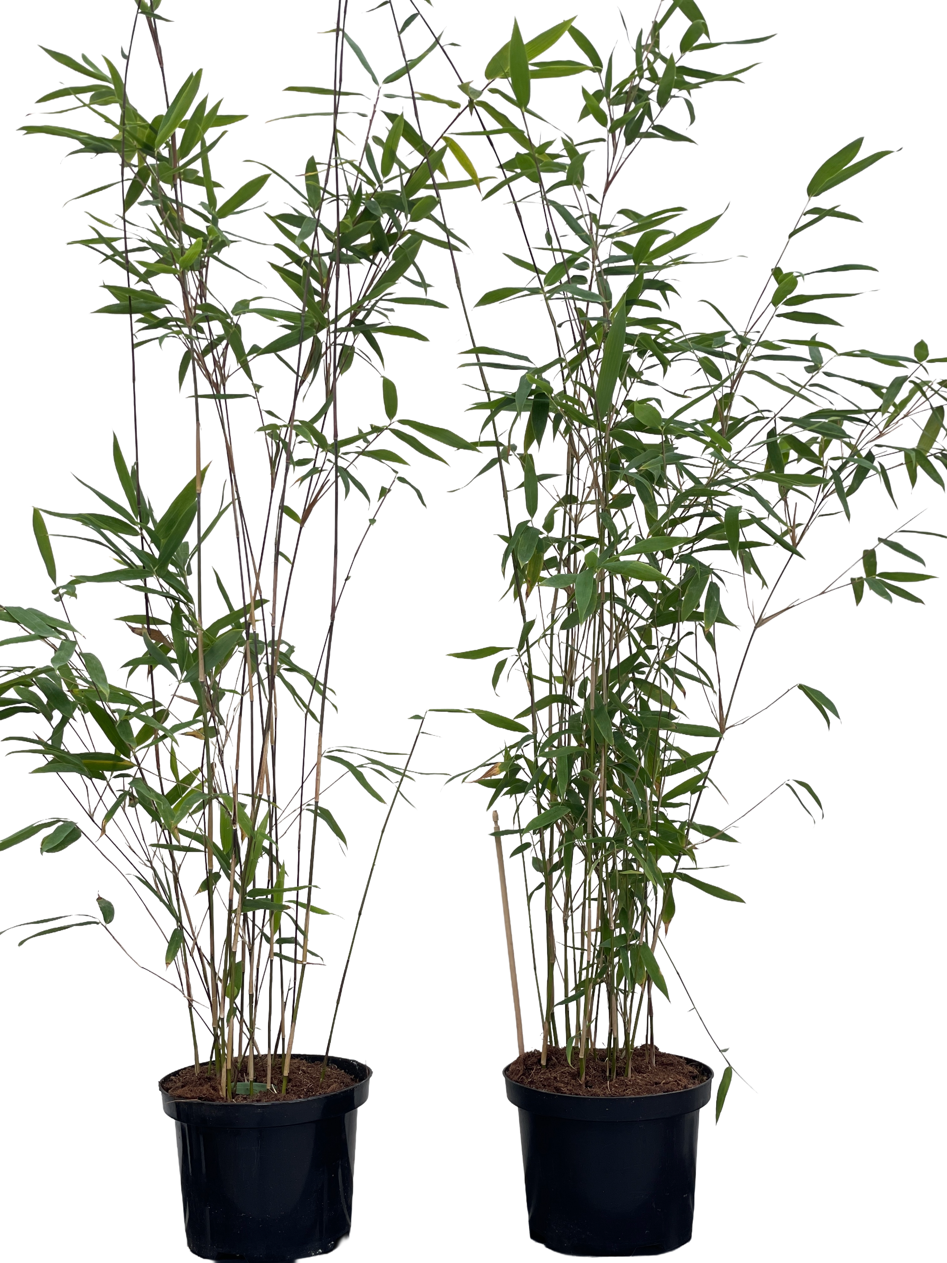 Fargesia Robusta Campbell - 17 cm pot